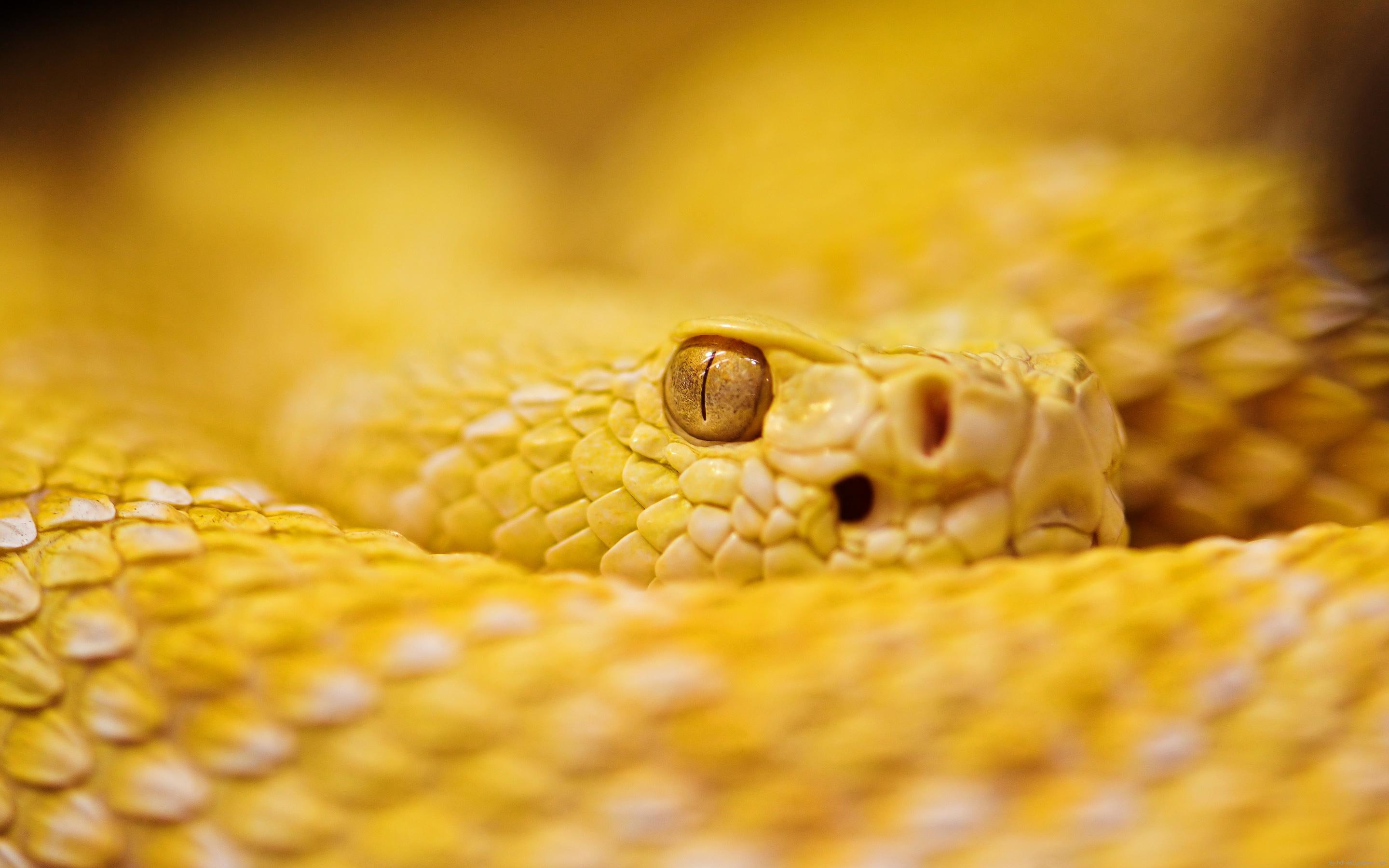 snake, animal, 2K, yellow, HD Wallpaper