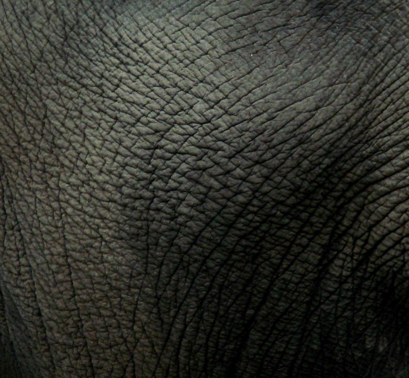 backgrounds, vertebrate, animal skin, gray, 720P, luxury, animal themes, leather, animal wildlife, wrinkled, elephant, animal body part, pattern, textile, HD Wallpaper