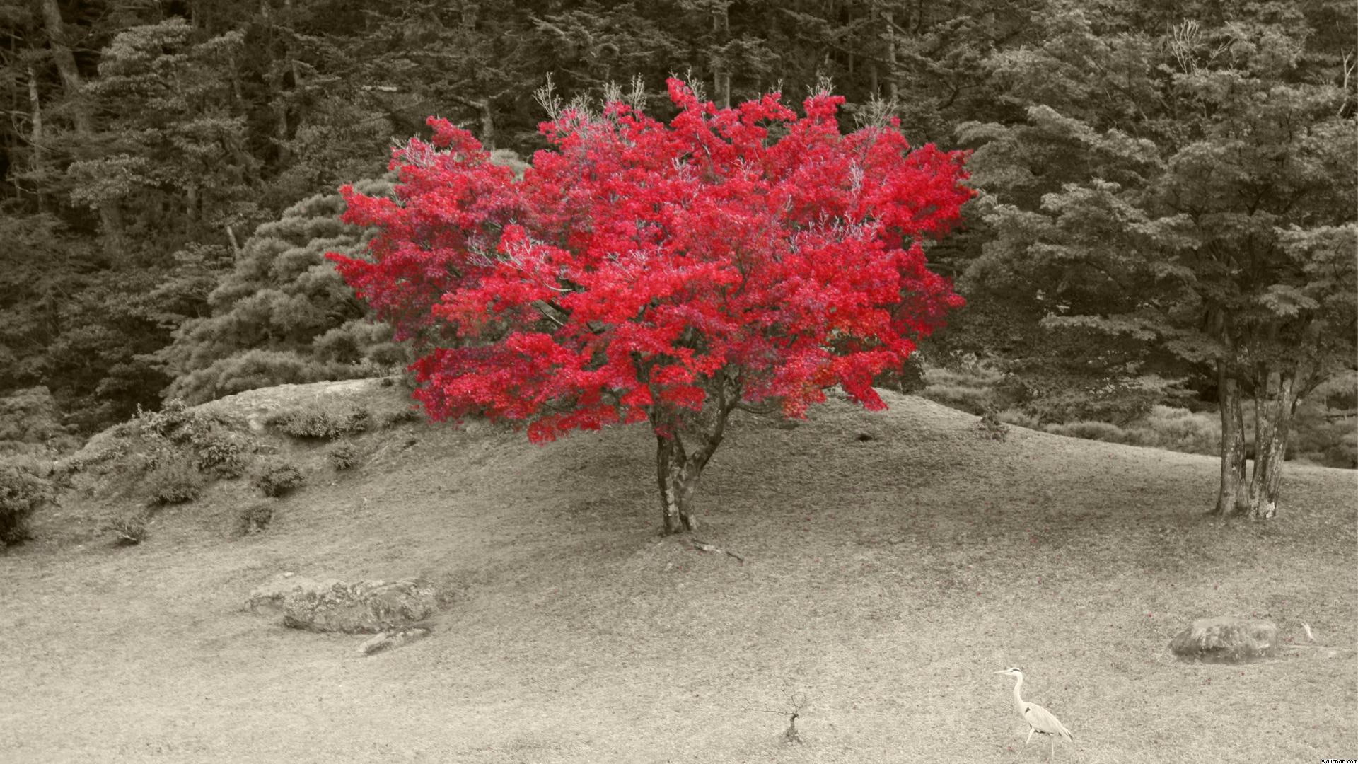 lone, nature and landscapes, maple, red, tree, gray scale, pink, petaled, flower, forest, 1080P, HD Wallpaper