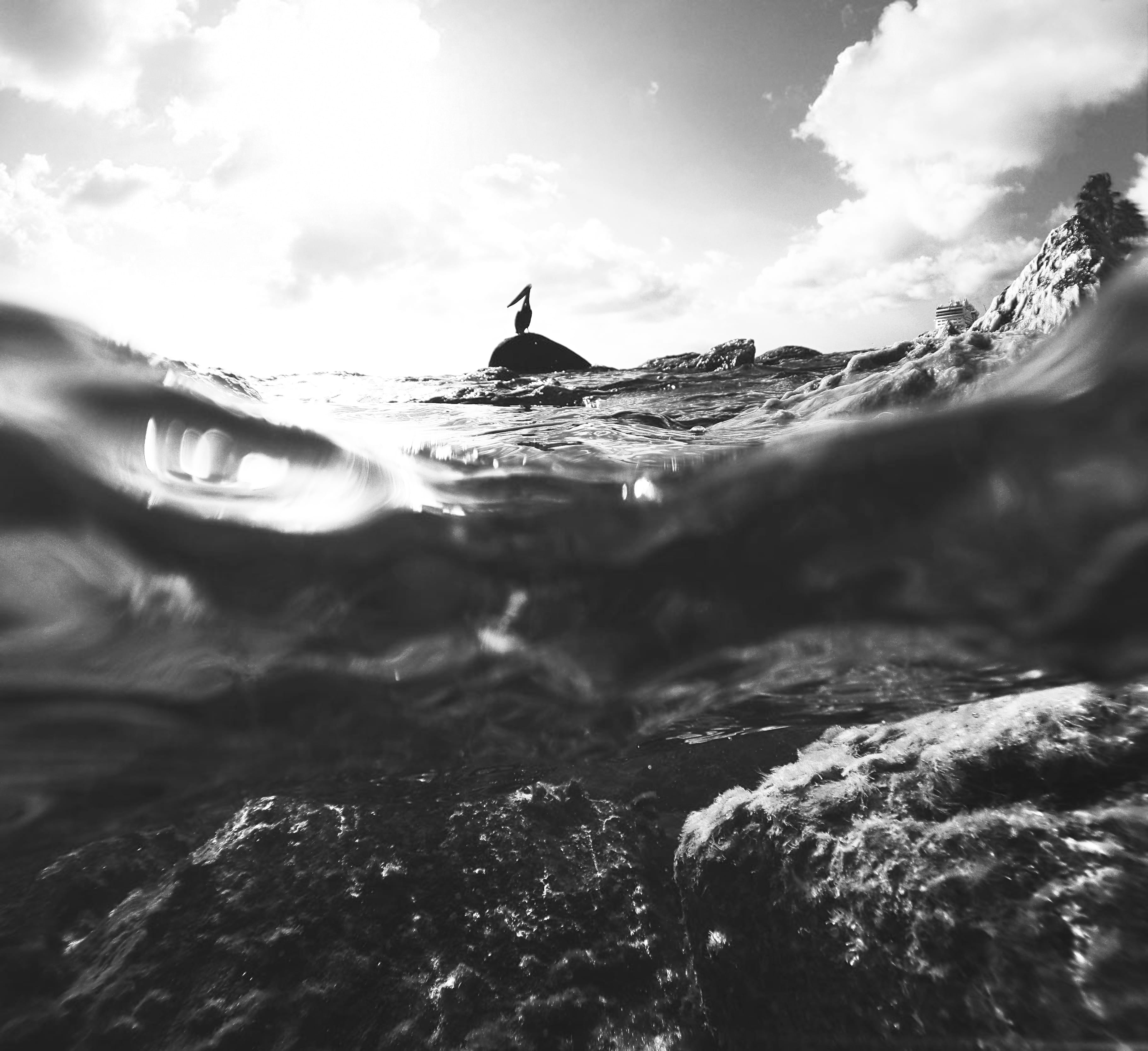 sky, karibik, caribean, pelikan, 2K, beauty in nature, bird, no people, scenics - nature, animals in the wild, blackwhite, wave, karibean, water, cloud - sky, HD Wallpaper