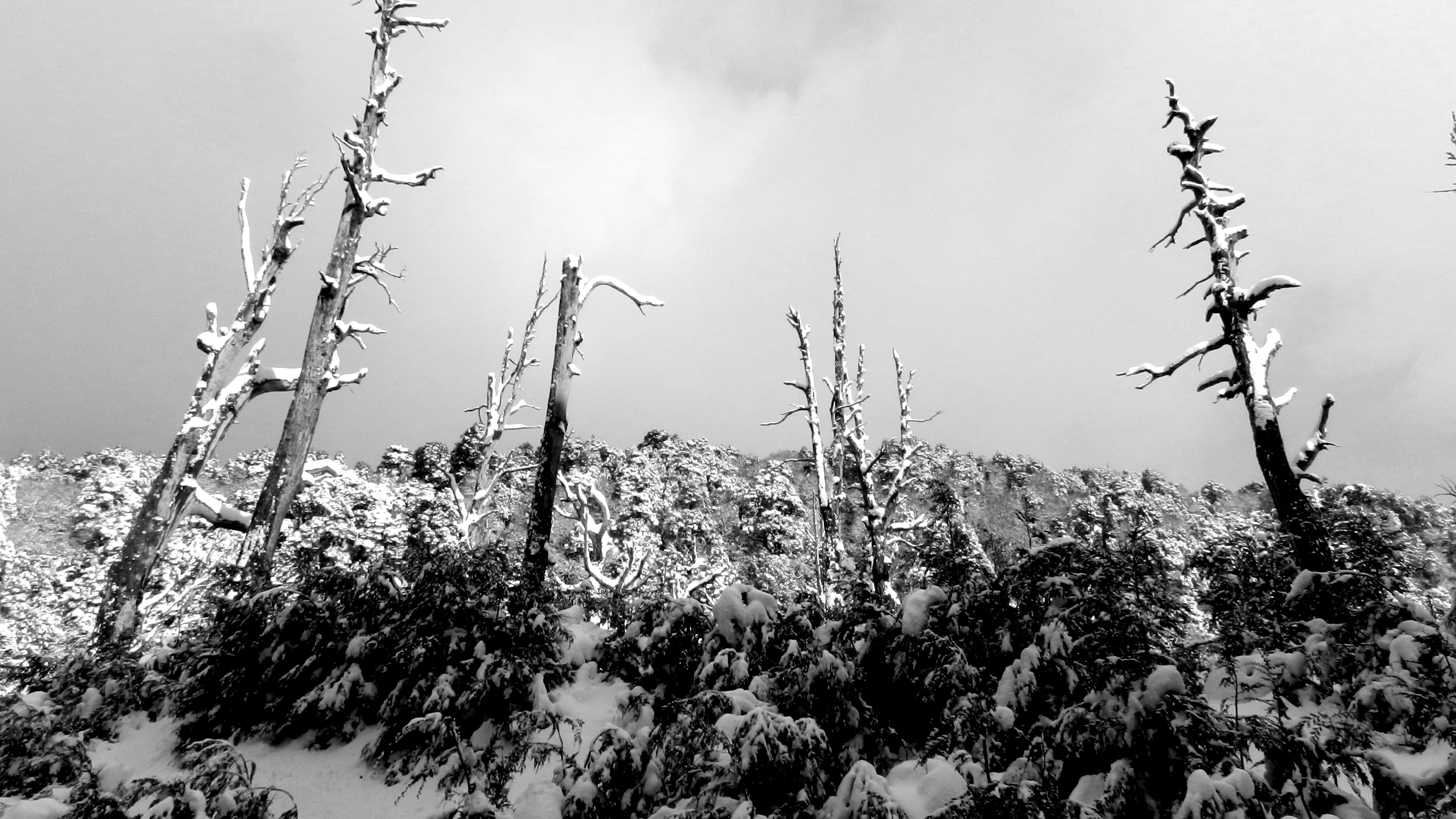 nature, black and white, non-urban scene, argentina, white, naturaleza, forest, landscape, branch, chile, plant, sky, winter, adventure, low angle view, HD Wallpaper