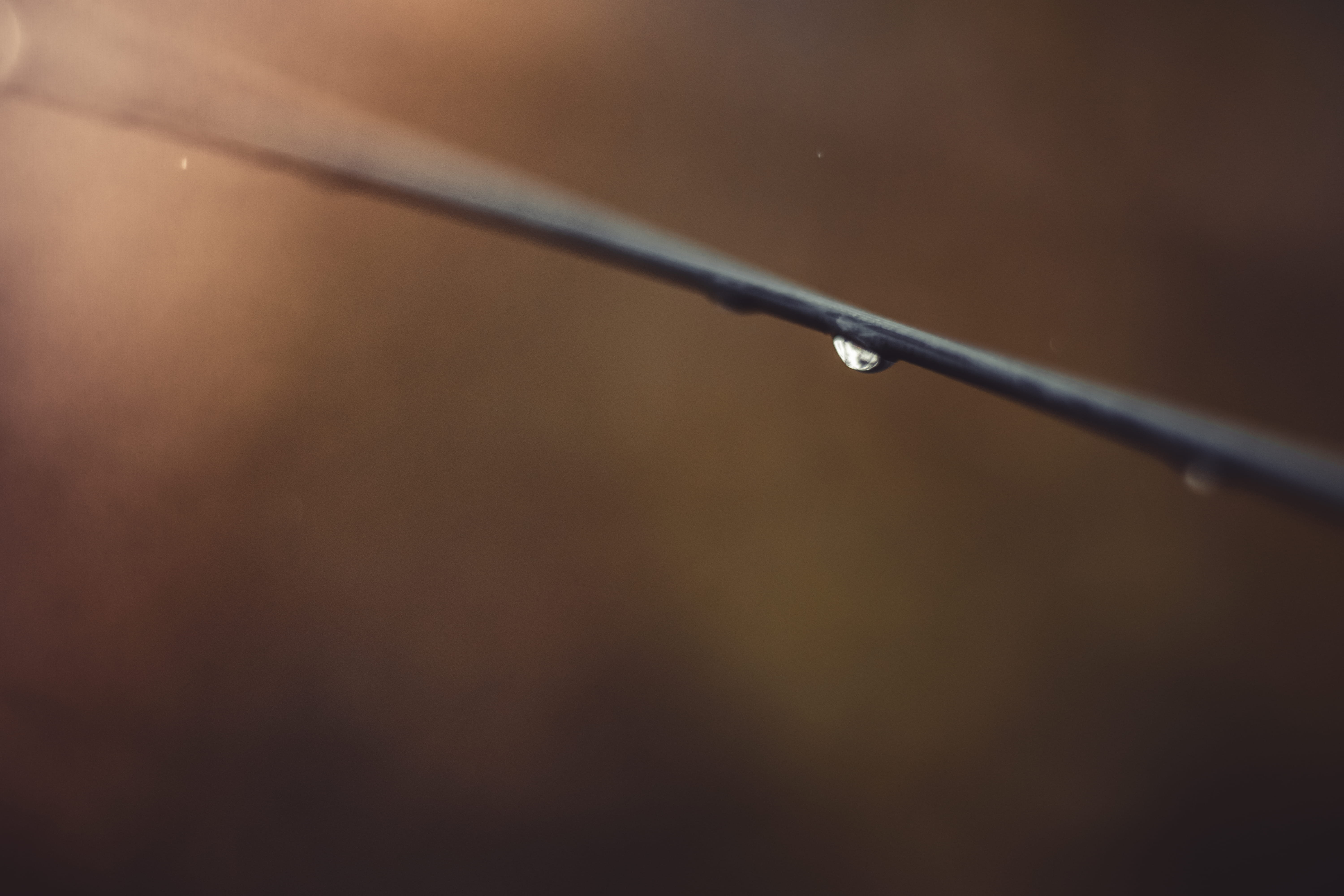 no people, water, raindrop, forest, selective focus, brown, drop, focus on foreground, copy space, 50mm, bokeh, close-up, wet, nature, simplicity, autumn, HD Wallpaper