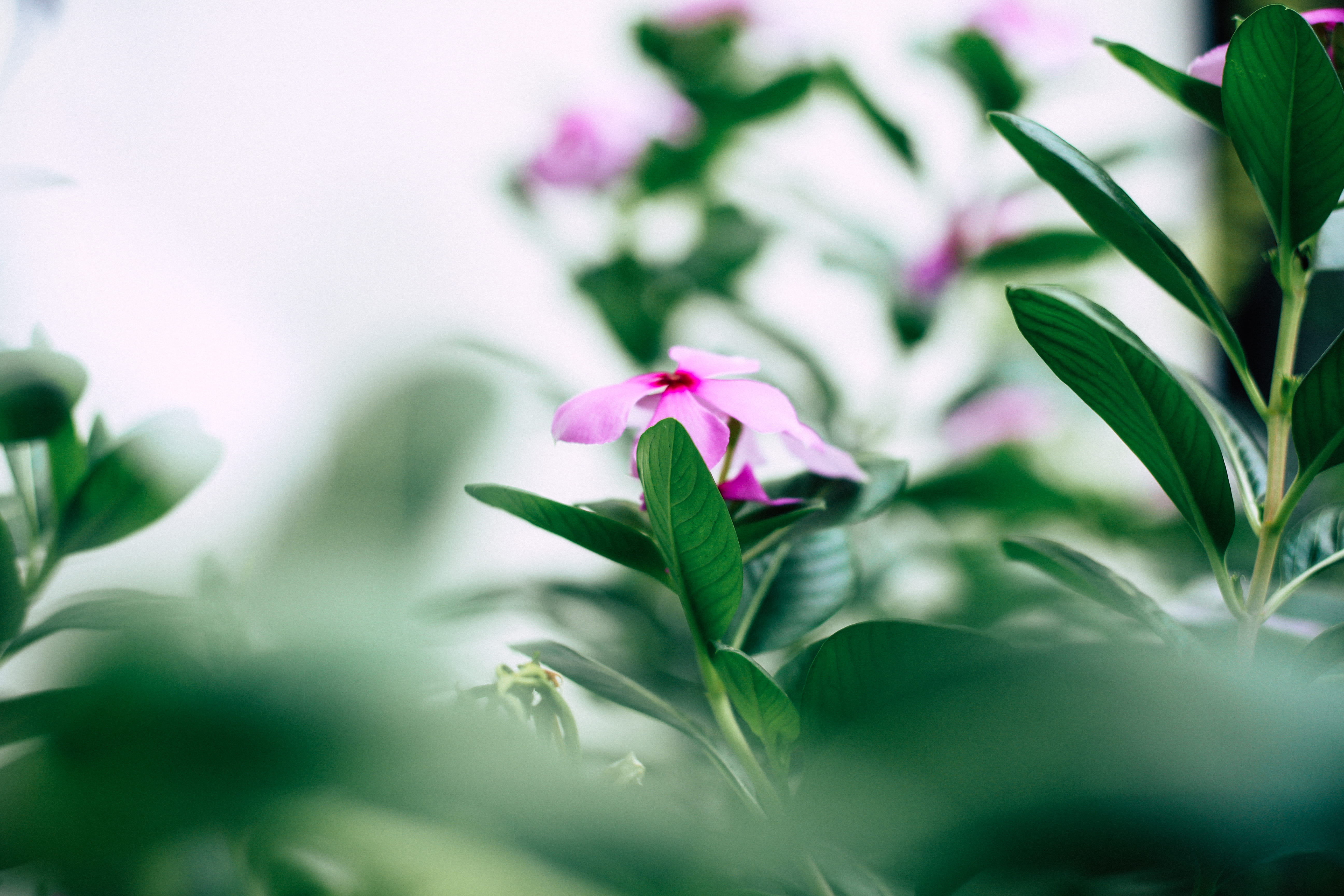 flower head, fragility, plant, vulnerability, pink, bloom, selective focus, no people, canon, achievement, close-up, gardening, ornamental garden, love, HD Wallpaper