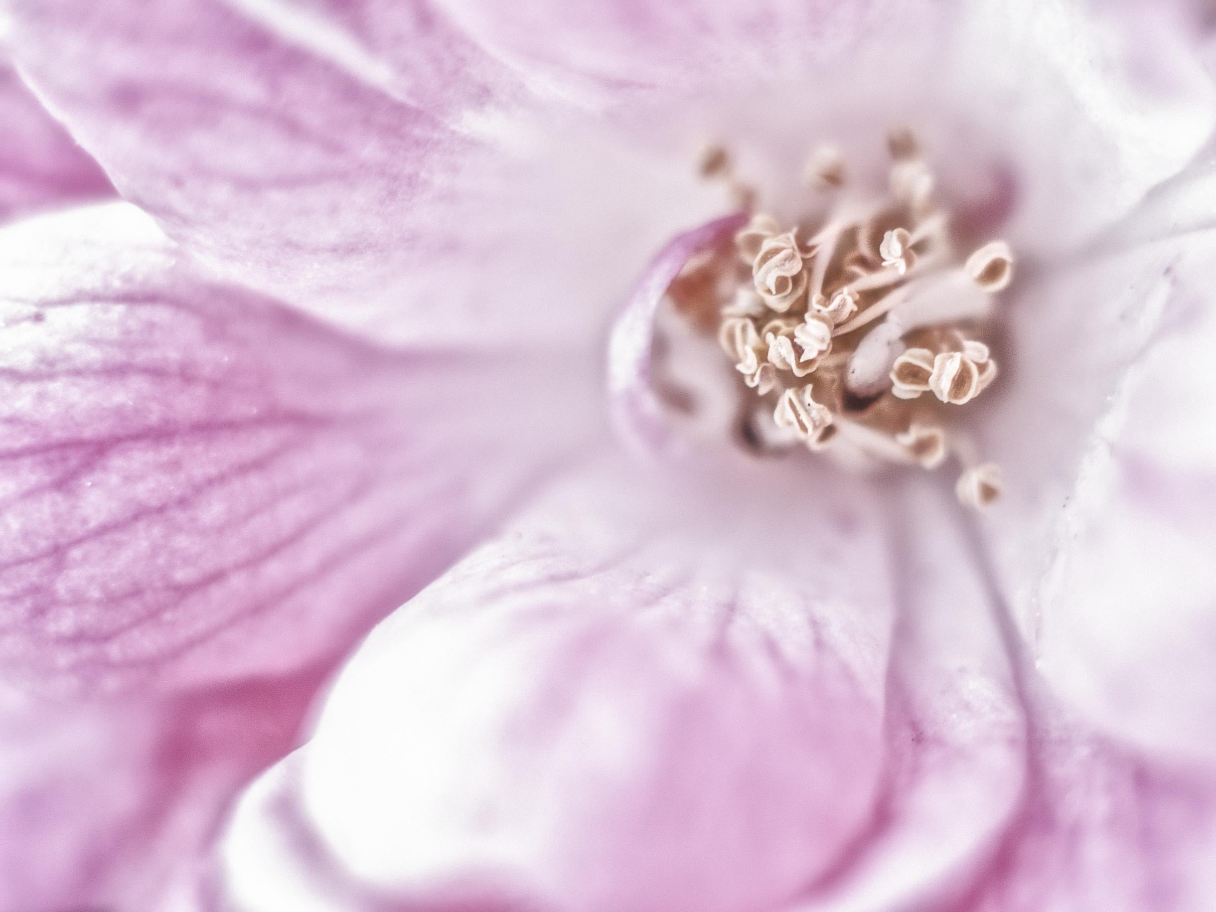 Yann, plant, nature, beauty In Nature, Europe, high key, pink, See me now, 1080P, pink Color, depthoffield, pink  white, f1.8, France, flower, macro, pistil, HD Wallpaper