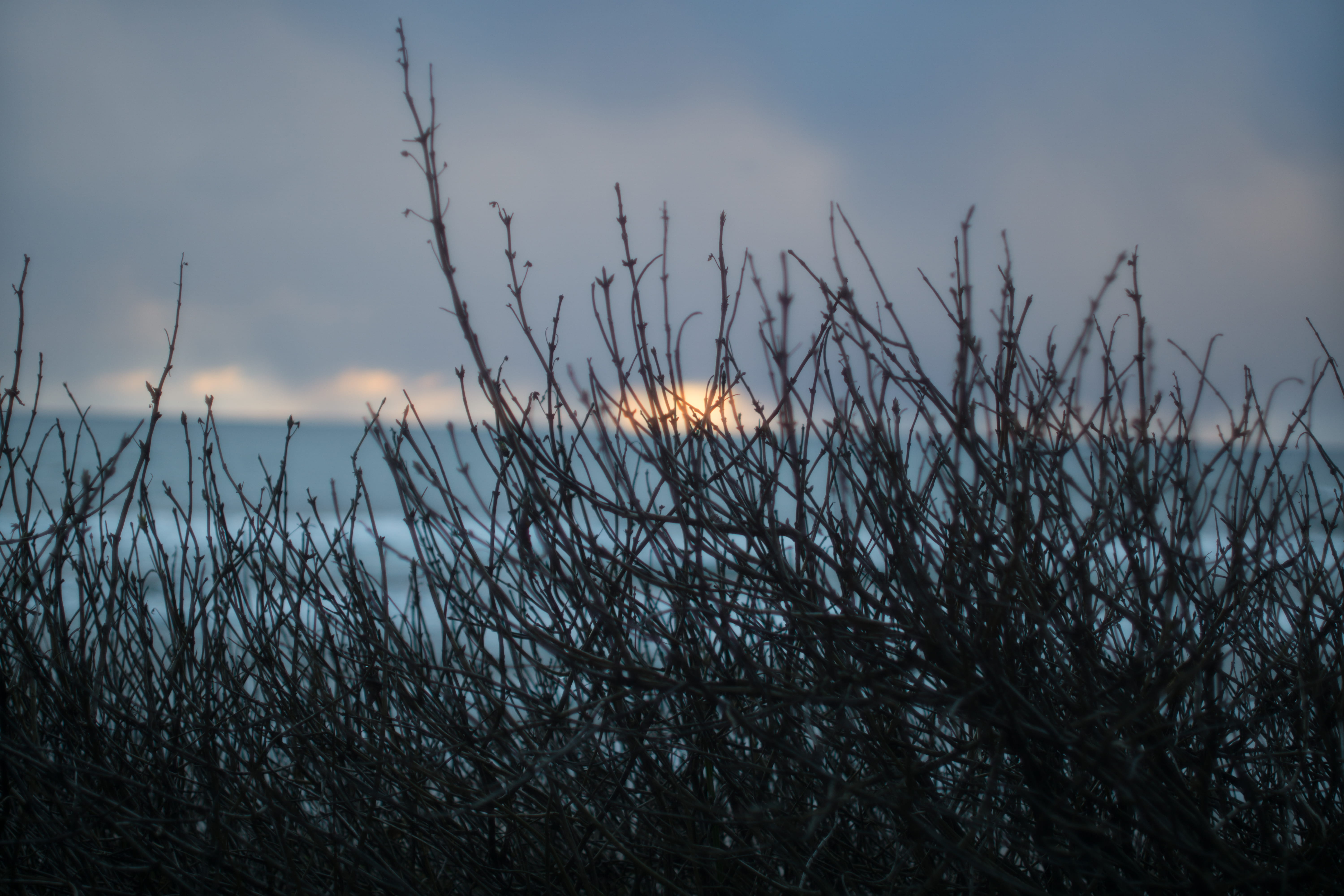 sky, beauty in nature, land, water, cloud - sky, grass, sunset, f1.8, plant, nature, no people, timothy grass, tranquil scene, tranquility, non-urban scene, HD Wallpaper