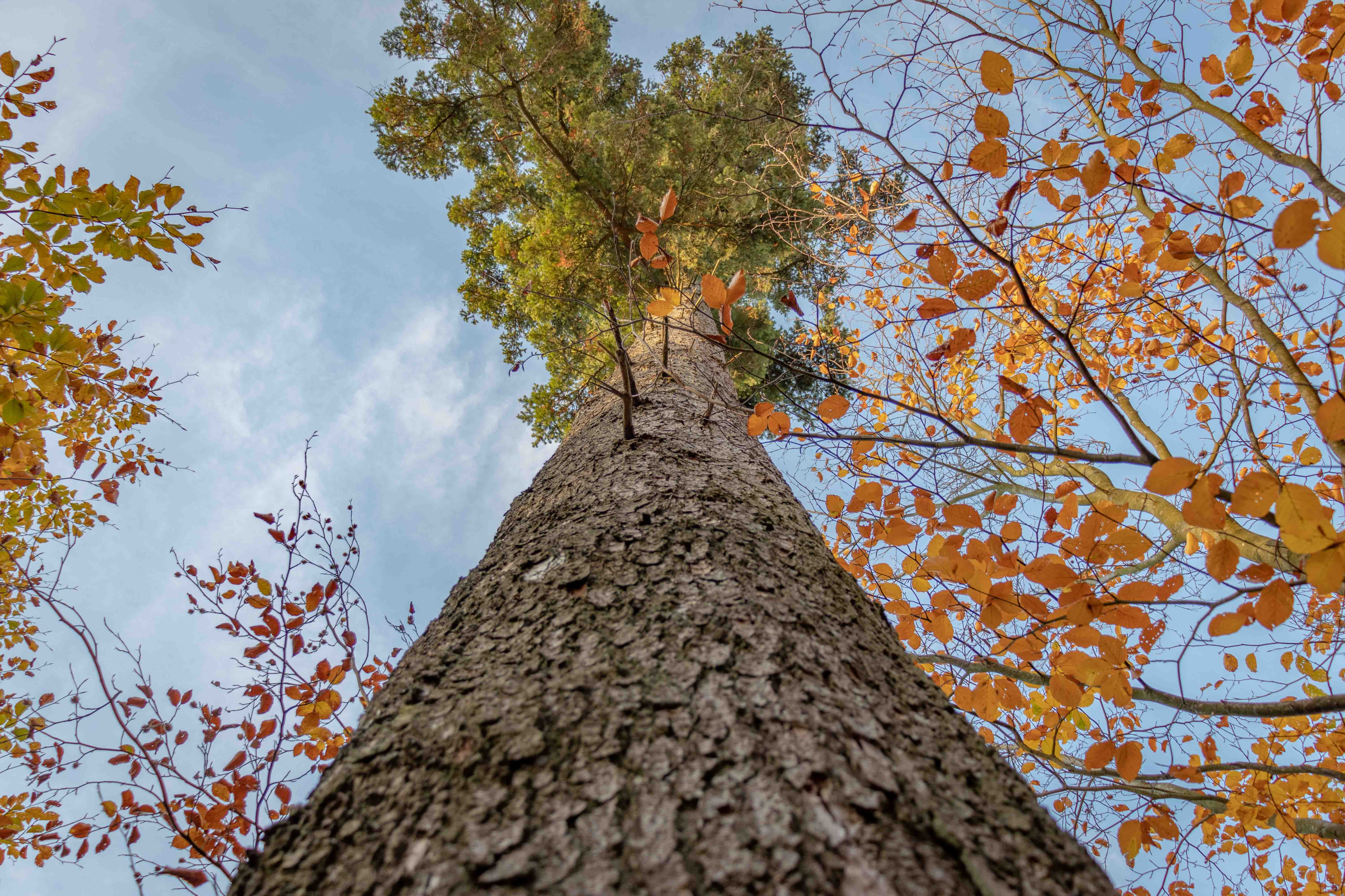 canon 200d, tranquility, canon, forest, growth, iphone, iphone 6, style, leaf, colorful, wooden, low angle view, outdoors, f1.8, photo, 5K, beauty in nature, HD Wallpaper