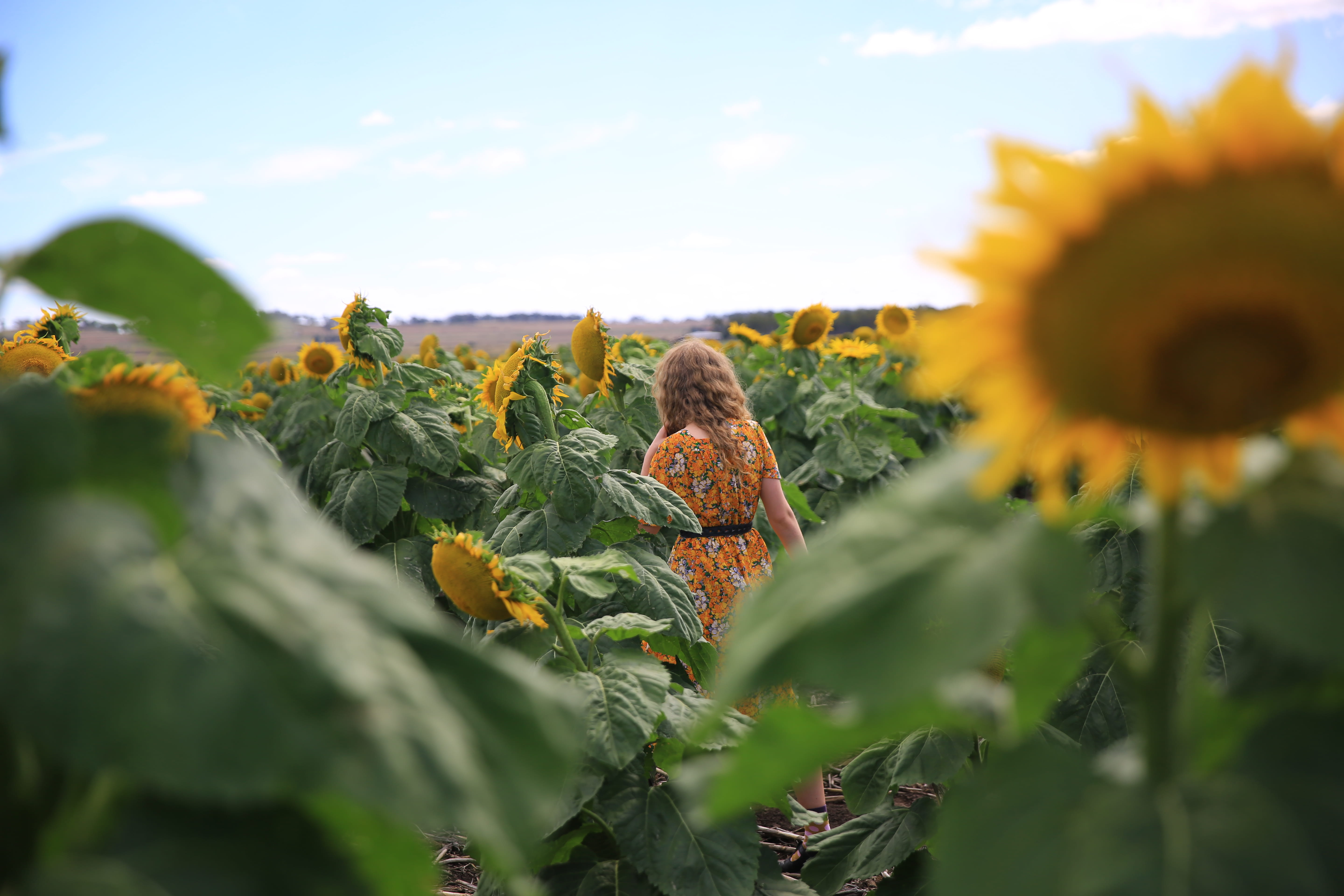 indie girl, curlyhair, allora, beauty in nature, outdoors, nature, selective focus, landscape, growth, yellow, plant, green, girl, qld, field, hipster girl, HD Wallpaper