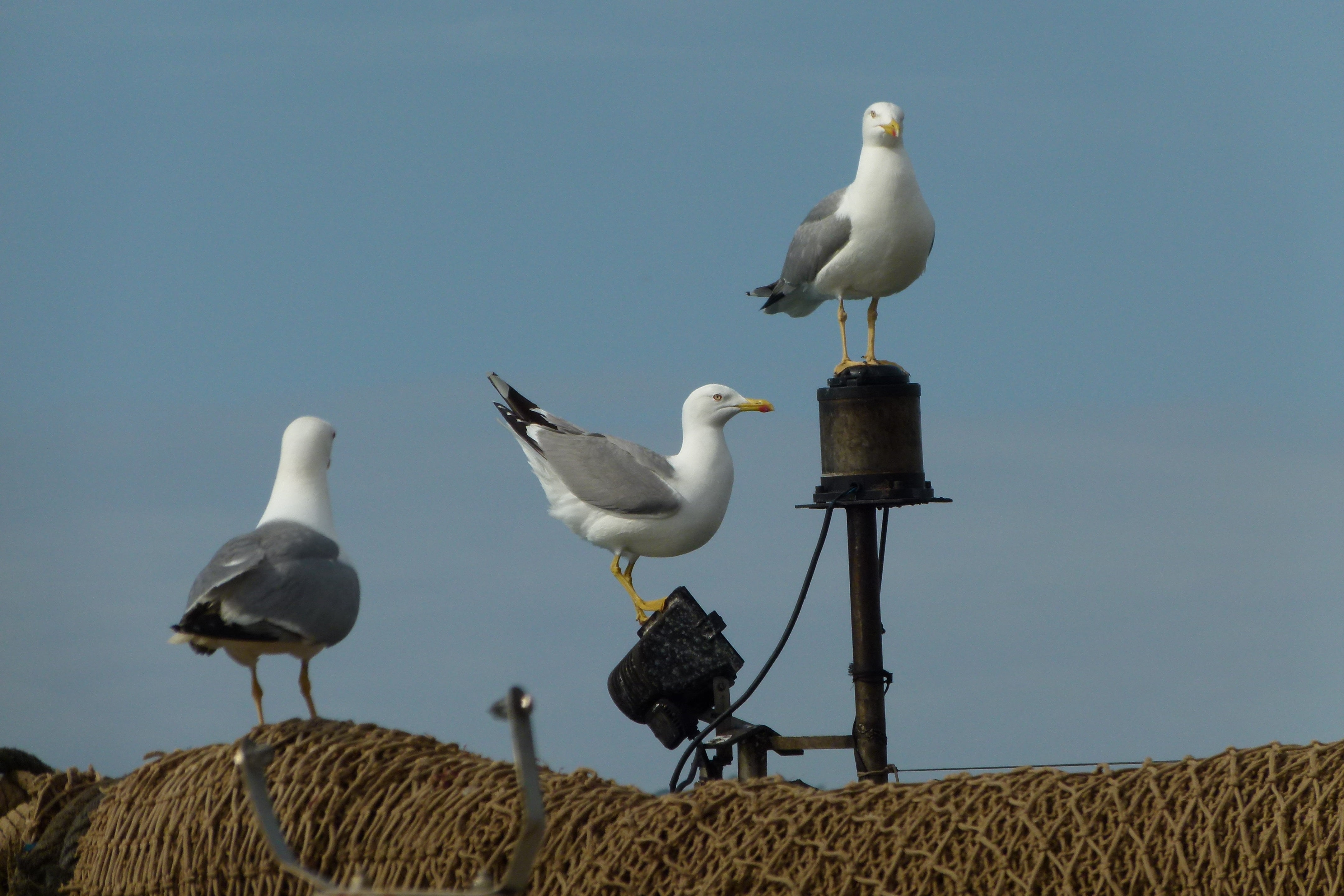 nature, port, two animals, animal family, animal, sky, mallorca, animal wildlife, gulls, blue, no people, vertebrate, seagull, mediterranean, perching, HD Wallpaper