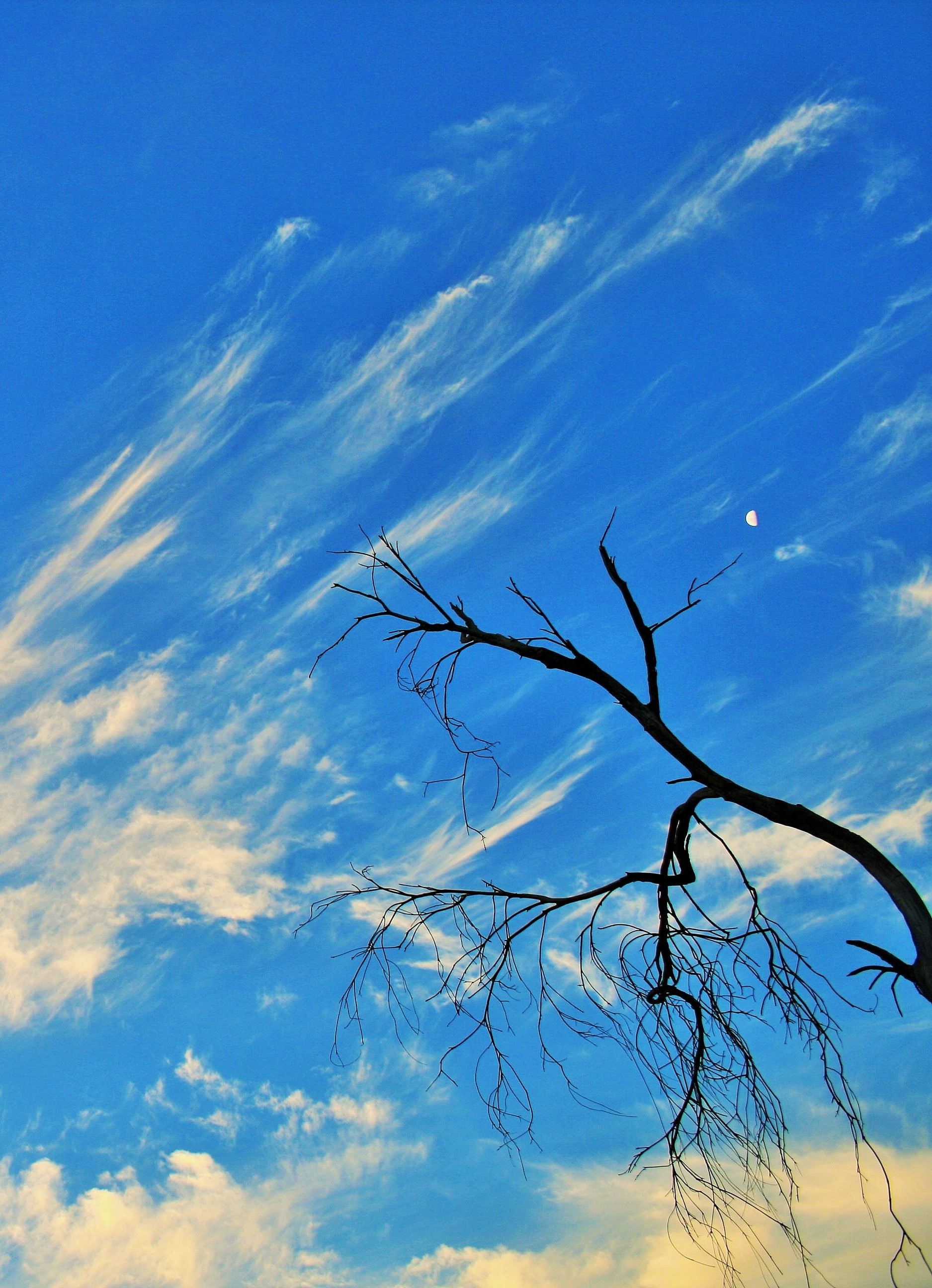 cloud, white, tranquility, low, twisted, view, tranquil scene, moon, branch, day, stalk, outdoors, photography, nature, angle, streaky, low angle view, Phone HD Wallpaper