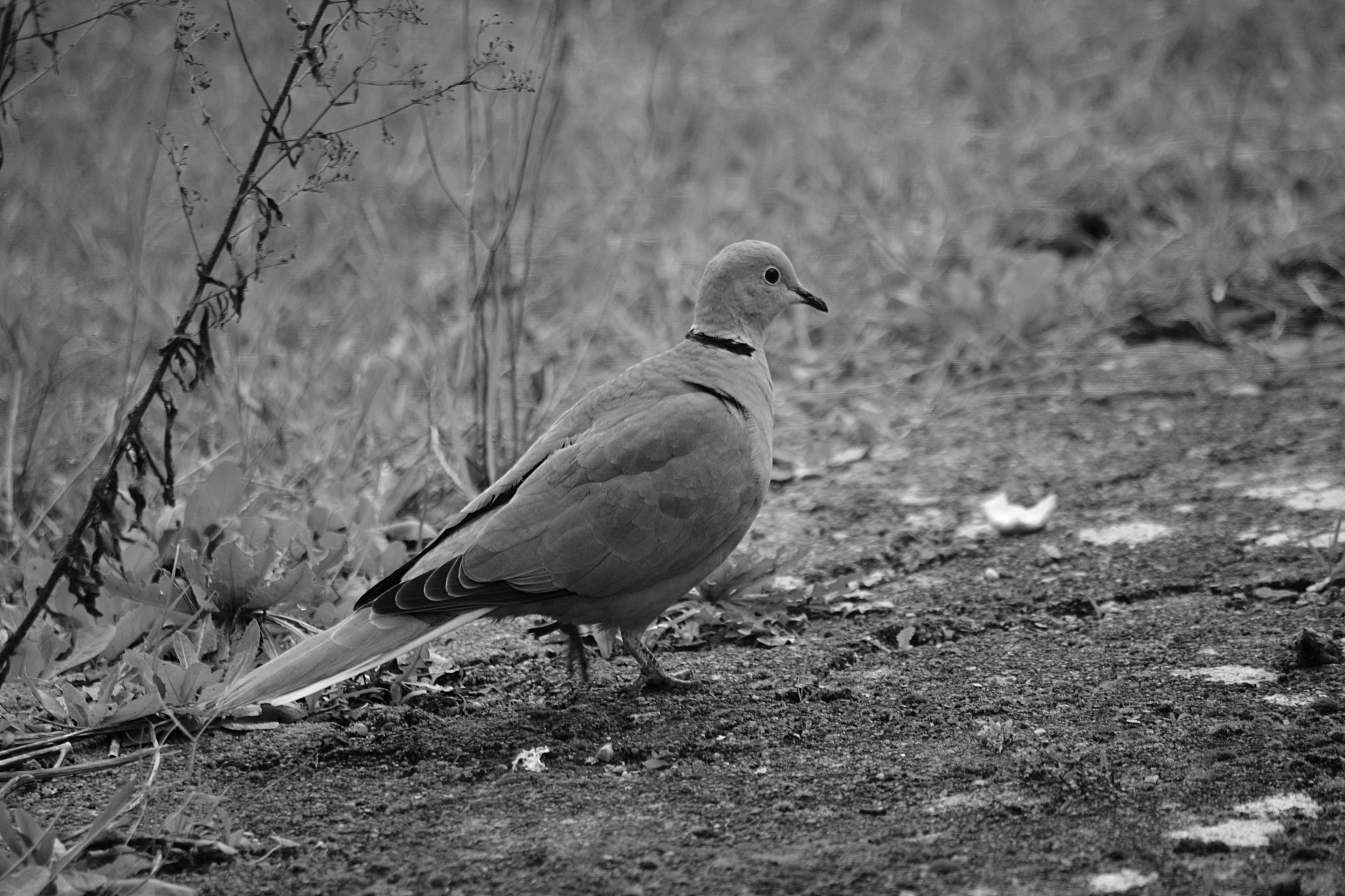 one animal, no people, nature, focus on foreground, perching, mourning dove, day, pigeon, 4K, tourterelle, oiseau, la nature, looking, ornithologie, animal themes, HD Wallpaper