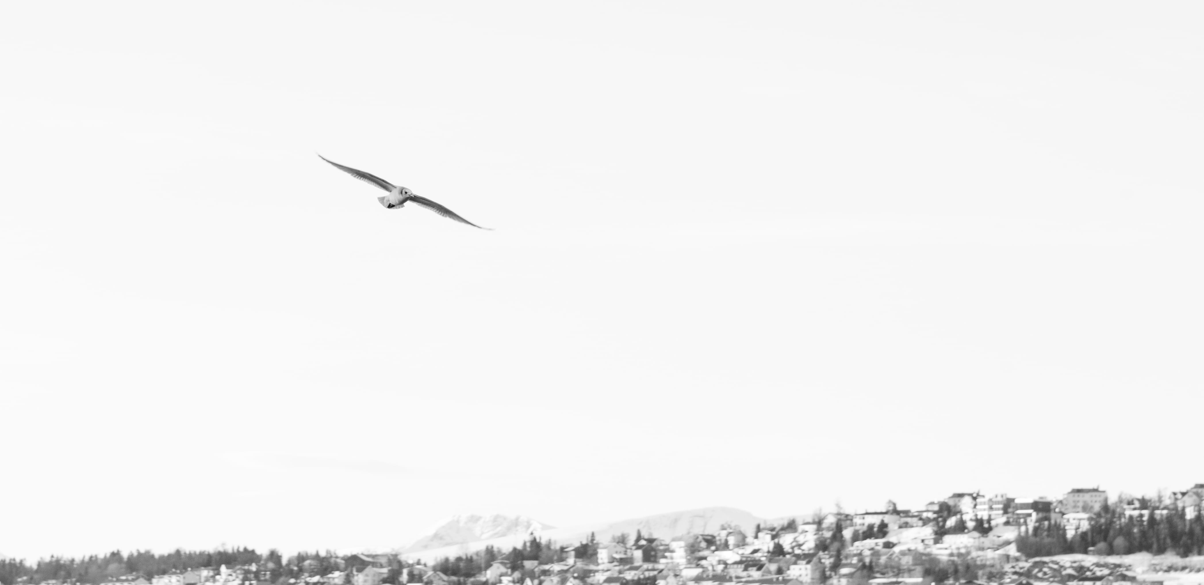 motion, animals in the wild, norway, one animal, bird, building exterior, black and white, animal, tomasjordnes 153, cityscape, seagull, noir et blanc, HD Wallpaper