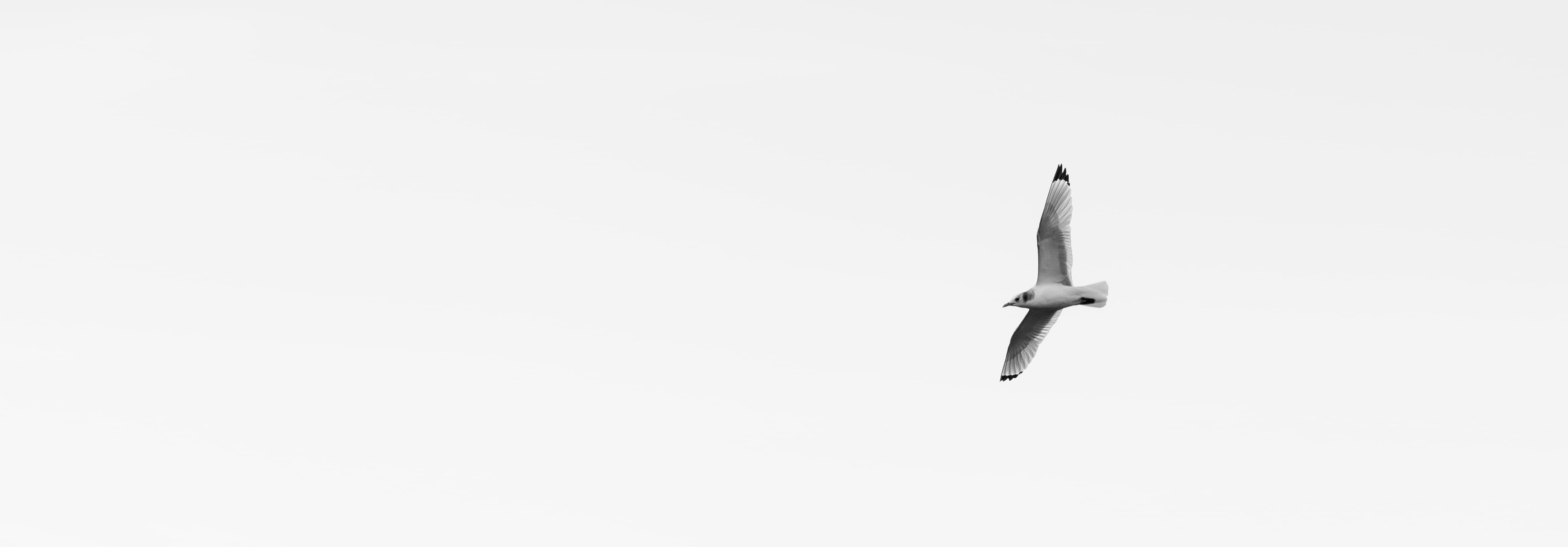 tomasjordnes 153, on the move, low angle view, black-legged kittiwake, 4K, mouette, copy space, sky, bird, animal, black and white, norway, no people, HD Wallpaper