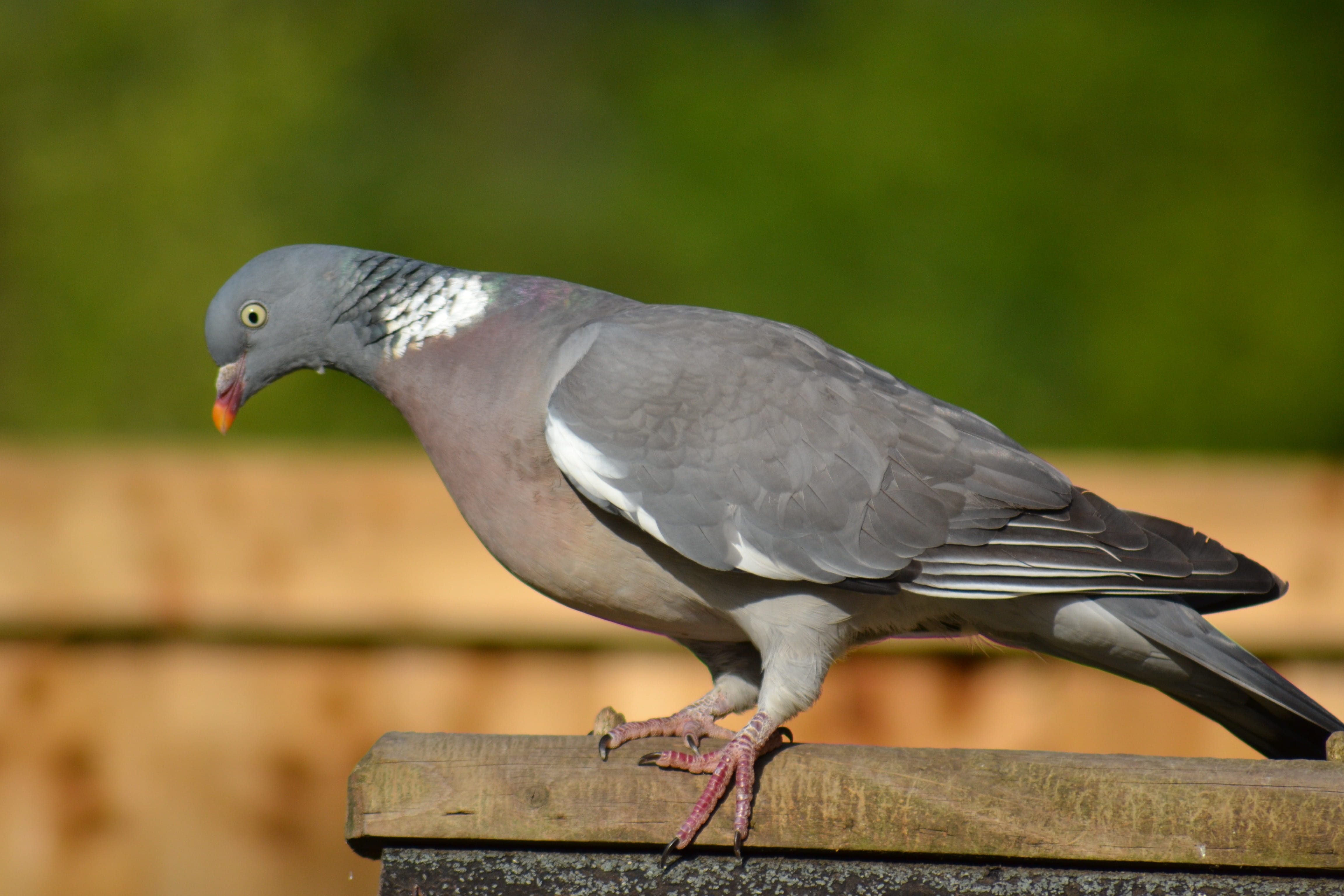 animals in the wild, Woodpigeon, beak, nature, perching, garden, focus on foreground, 4K, one animal, close-up, outdoors, Pigeon, perched, full length, HD Wallpaper