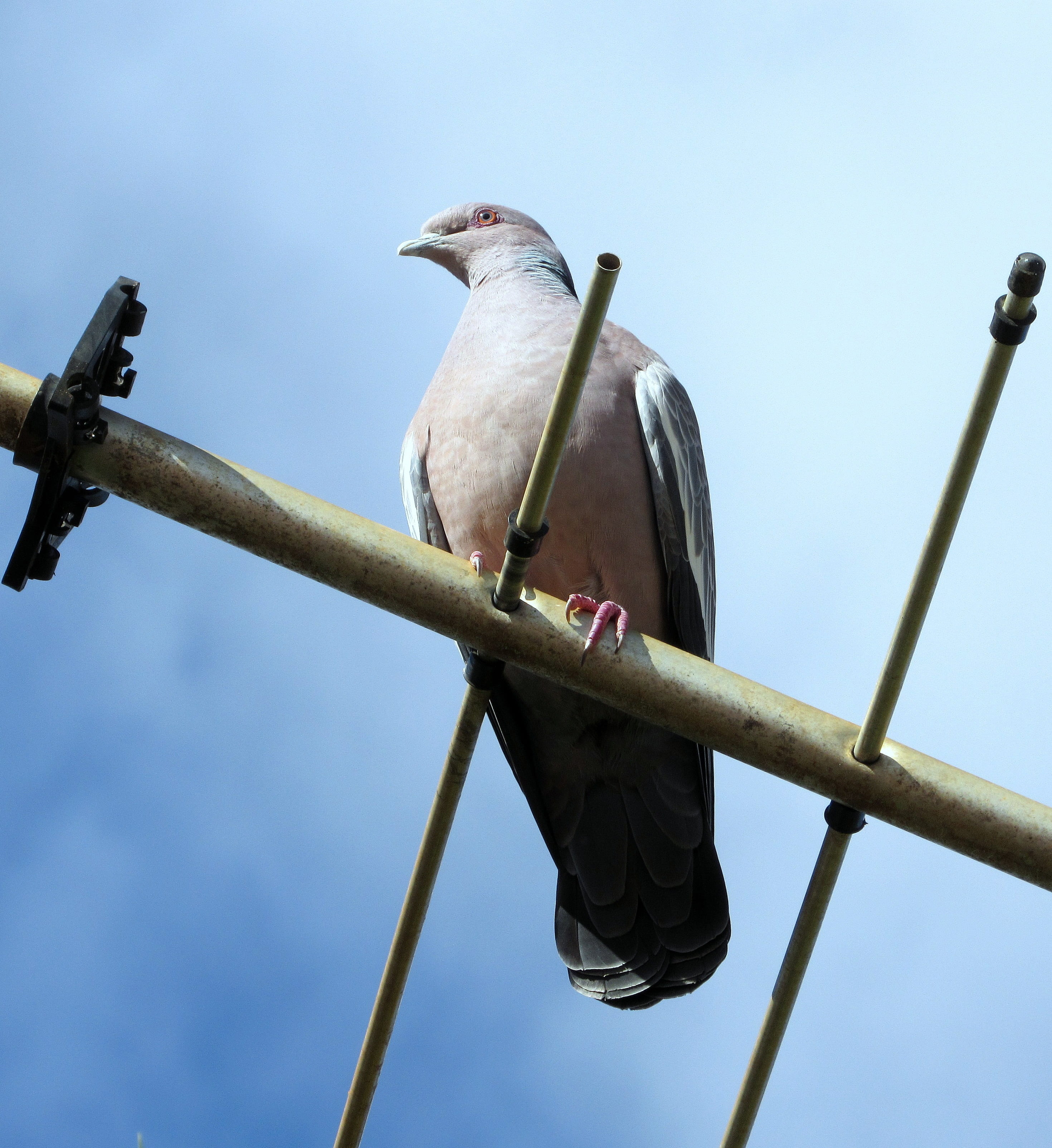 day, sky, vertebrate, clear sky, one animal, dove - bird, perching, full length, City, metal, animal, animal wildlife, outdoors, Nature, no people, animals in the wild, Phone HD Wallpaper