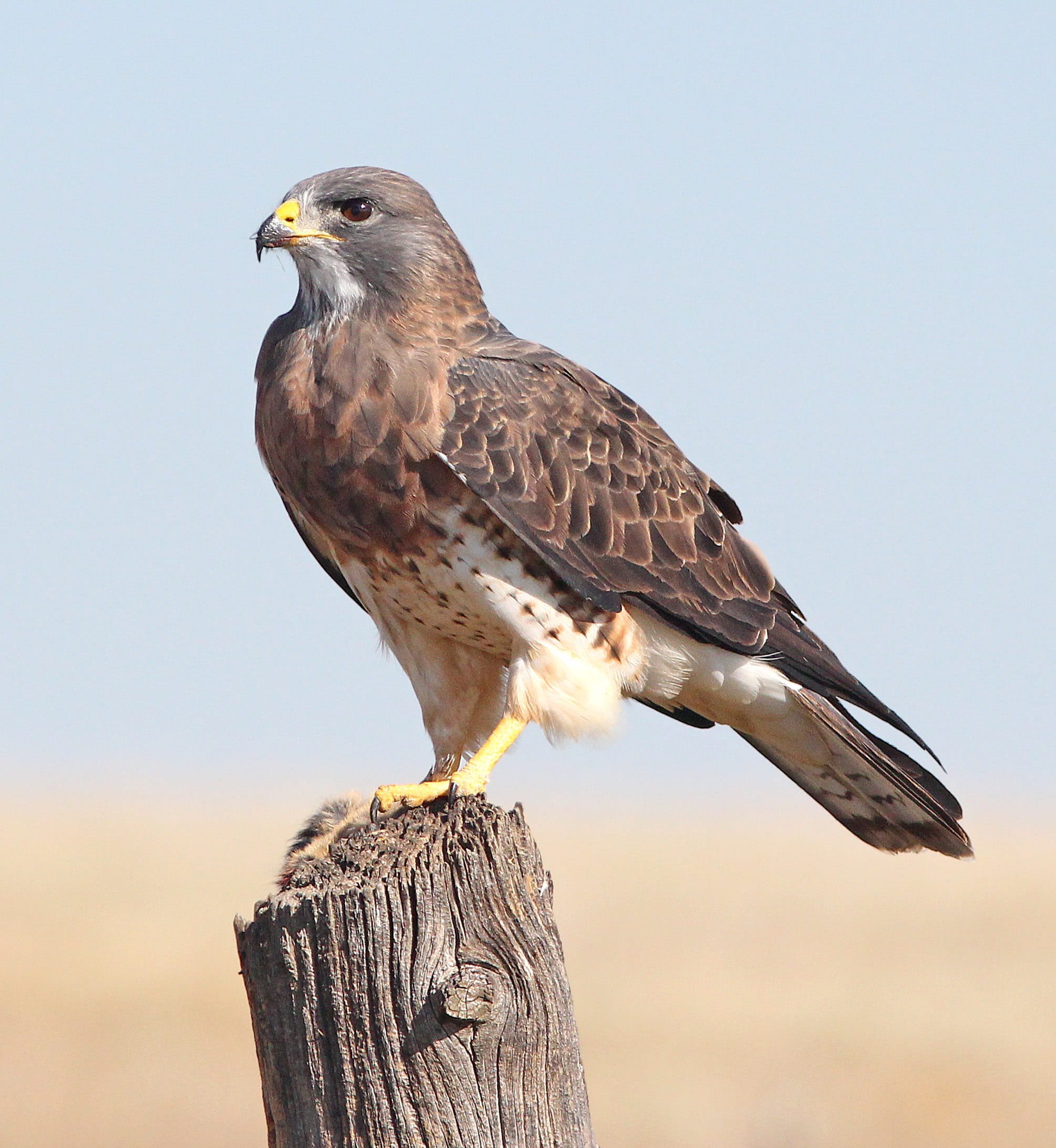 nature, perched, 1080P, plumage, animal themes, hunter, flight, focus on foreground, wooden post, bark, raptor, bird, animal, perching, feather, animals in the wild, Phone HD Wallpaper