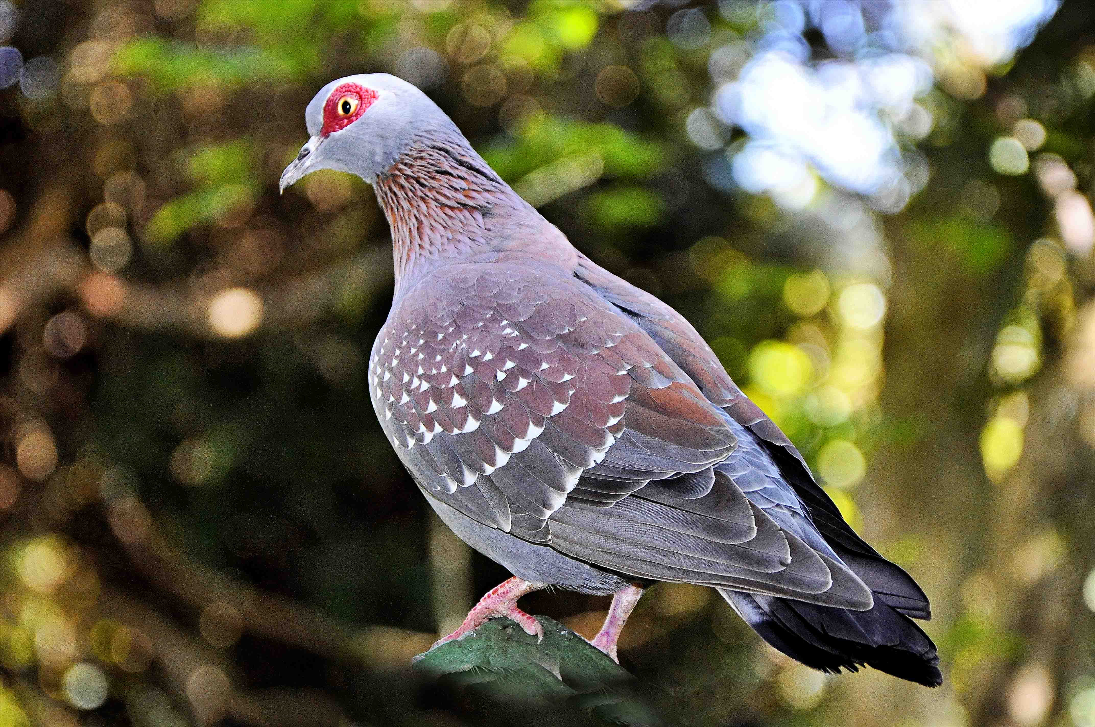 day, no people, 4K, plant, dove - bird, photography, perching, pigeon, perched, animal themes, nature, focus on foreground, focus, one animal, animal, HD Wallpaper