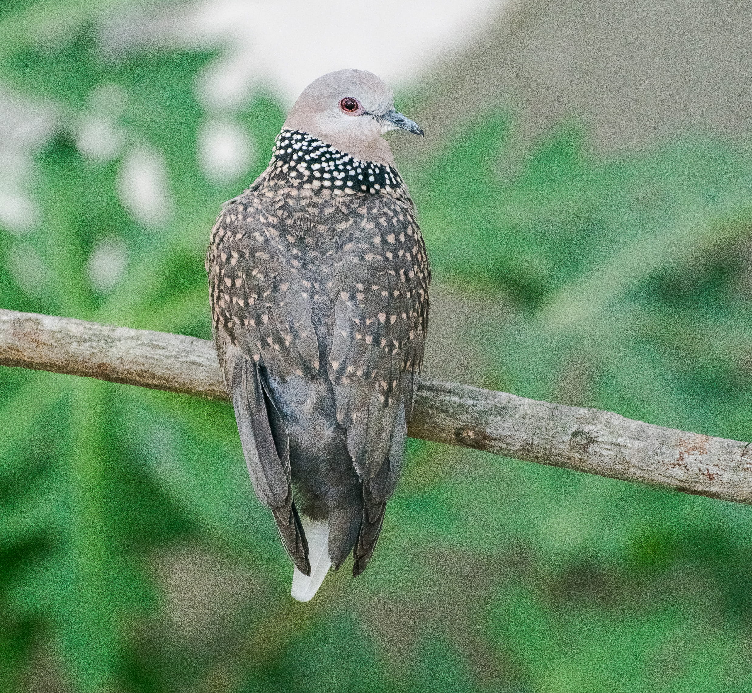 plant, vertebrate, 1080P, outdoors, beauty in nature, avian, animal, feathers, day, close-up, little, pigeon, bird, full length, branch, wildlife, perching, HD Wallpaper