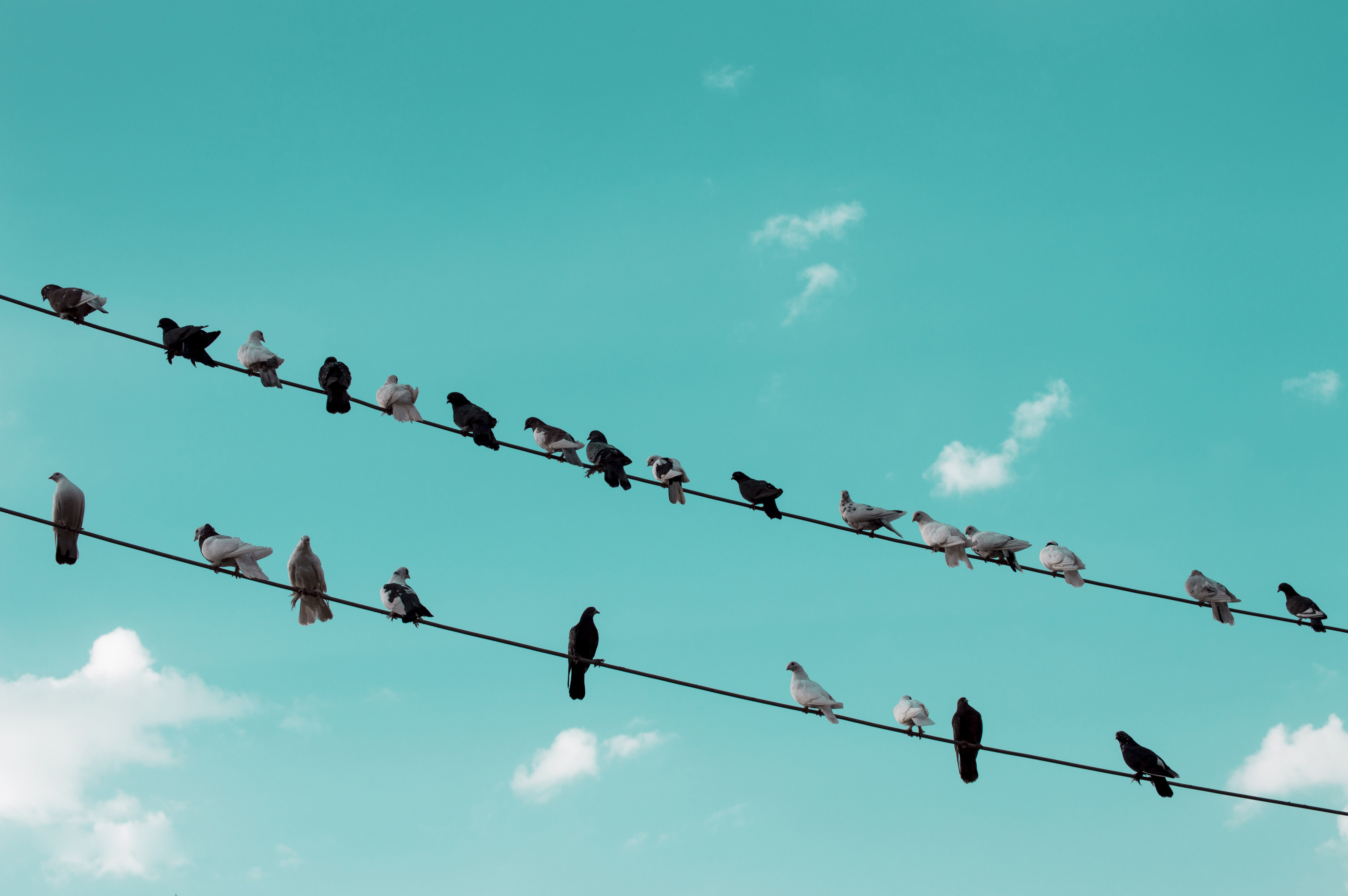 rest, power supply, cloud - sky, 5K, wings, day, animal, wild, flock of birds, silhouette, perching, birds, low angle view, animals in the wild, nature, HD Wallpaper