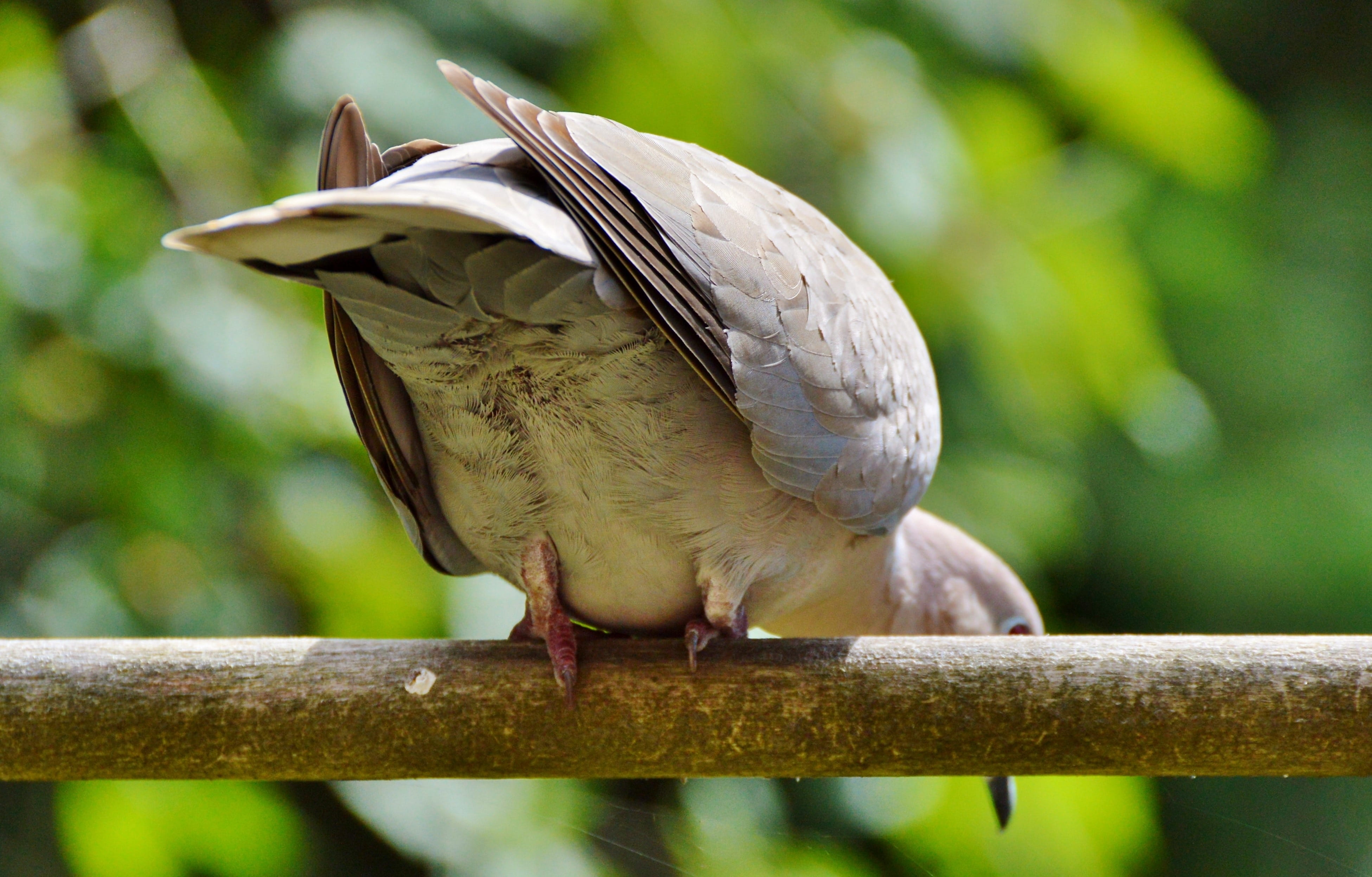 focus on foreground, foraging, animal wildlife, City Pigeon, perching, plant, tree, poultry, animal, vertebrate, Bird, railing, City, day, nature, outdoors, HD Wallpaper