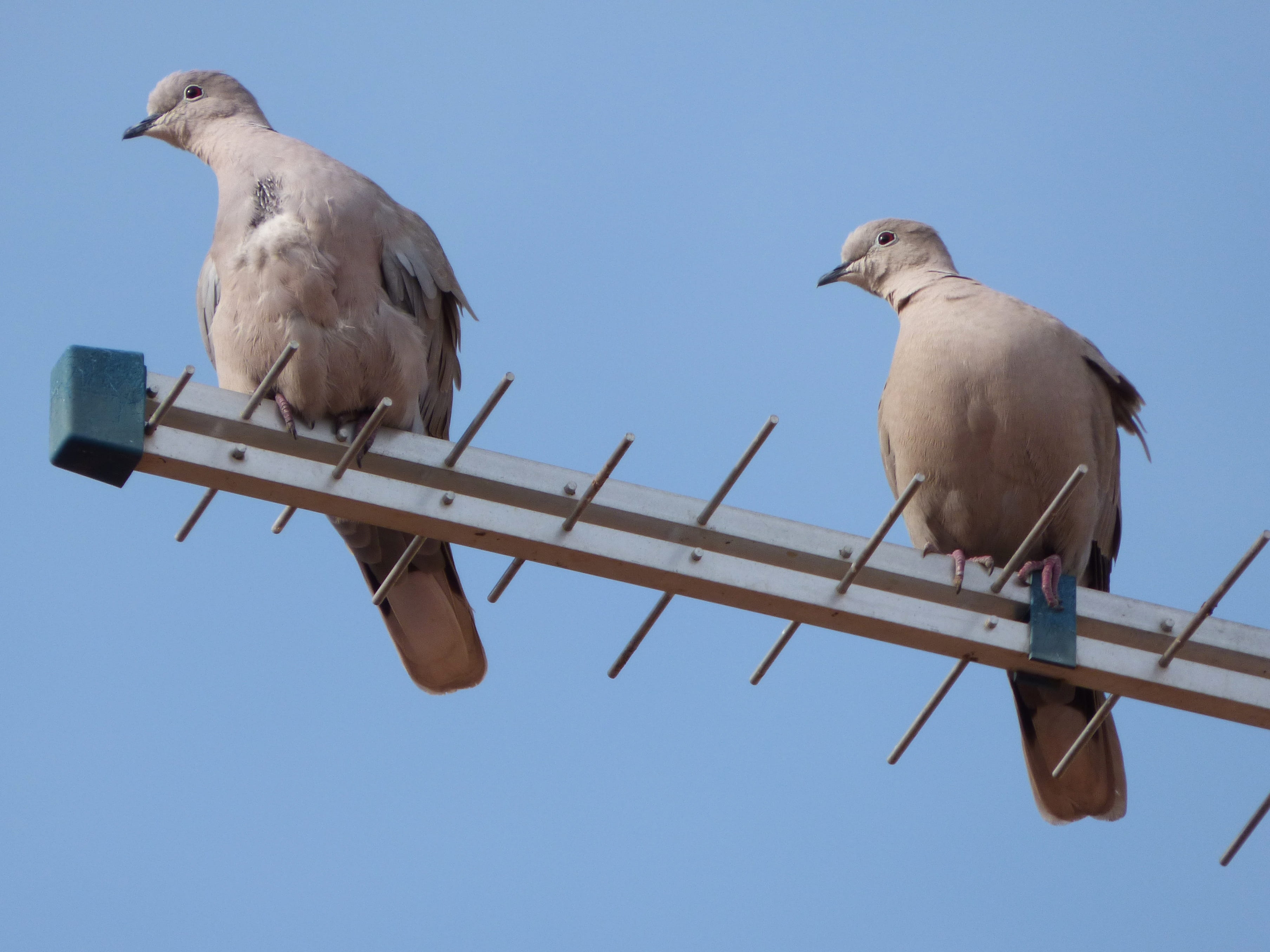 perching, Turtledoves, sky, animals in the wild, clear sky, animal family, 2K, bird, day, pigeon, outdoors, Birds, gesture, two animals, animal, Pose, HD Wallpaper