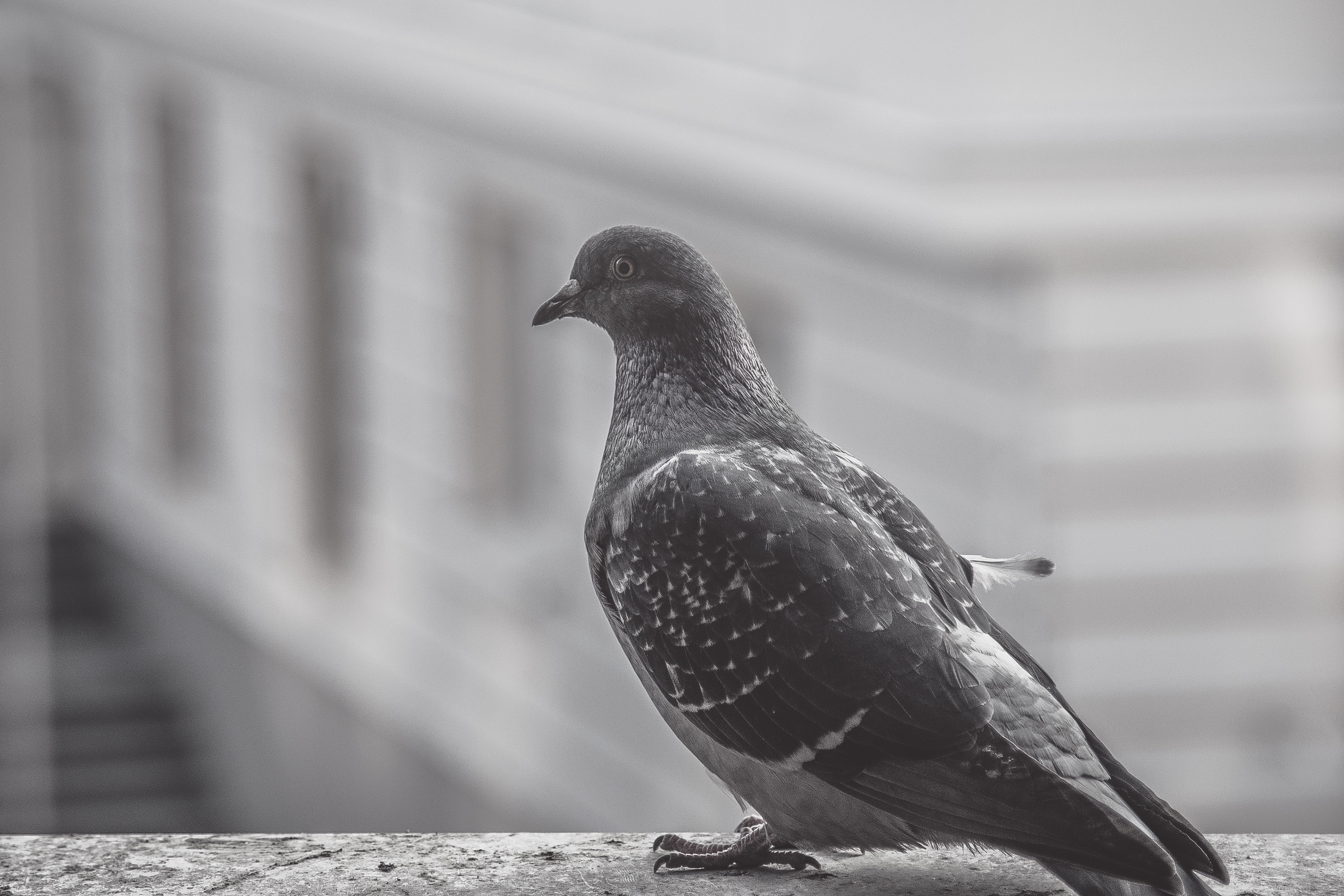 perched, nature, dove - bird, animal, balcony, pigeon, focus on foreground, side view, perching, outdoors, looking away, wings, animal themes, vertebrate, HD Wallpaper