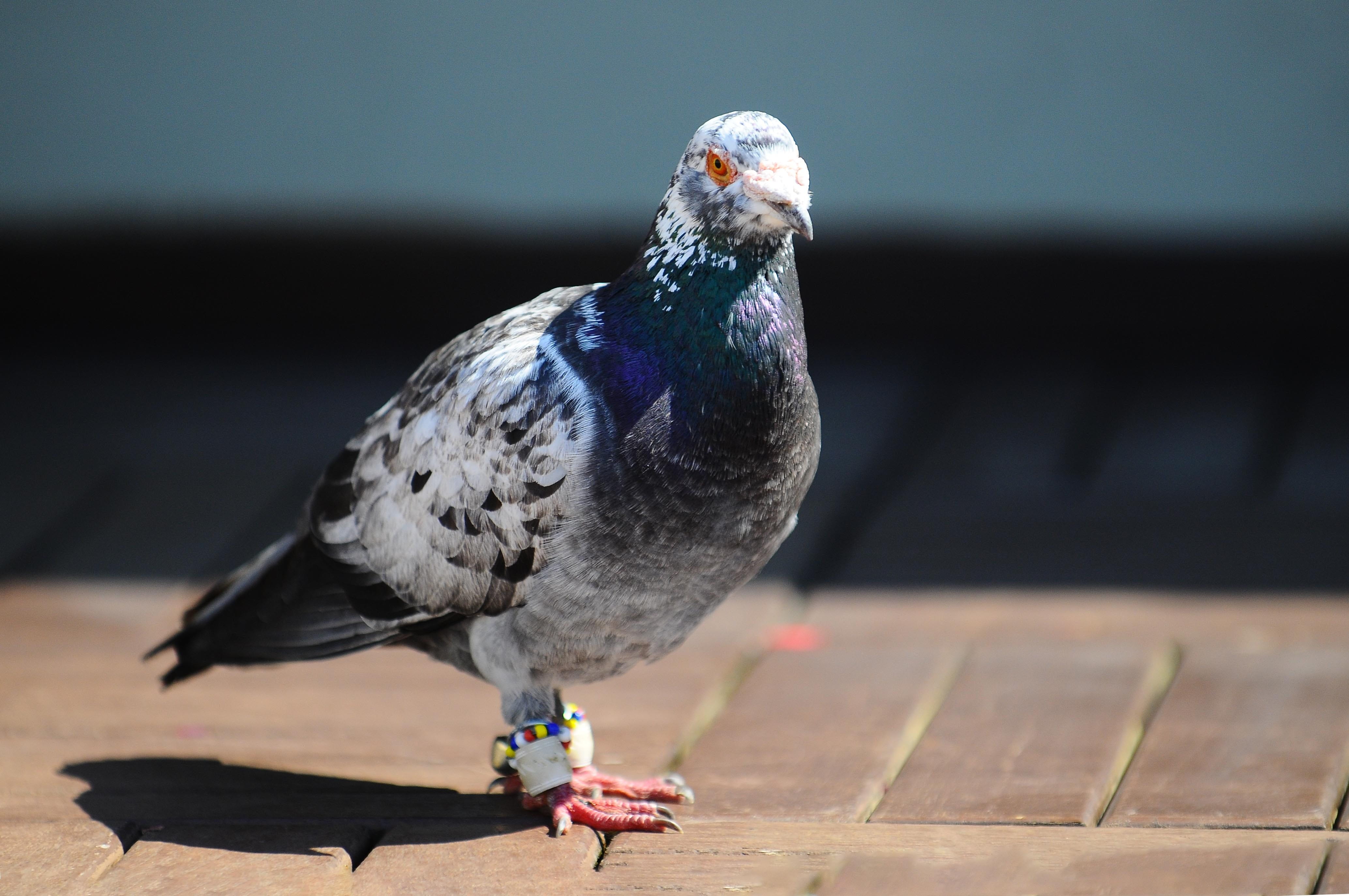 one animal, nature, at the edge of, vertebrate, day, focus on foreground, animal themes, Bird, dove - bird, close-up, animal wildlife, full length, Pigeon, HD Wallpaper