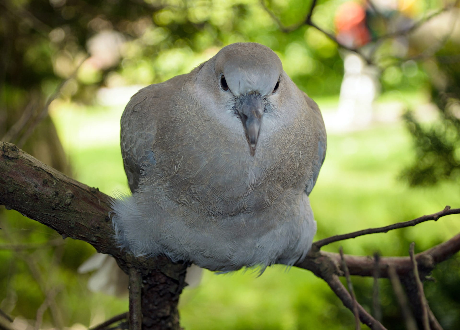 flight, forest, bird, people, tree, branch, eye, beautiful, birdie, siting, fly, 1080P, live, single, female, Avian, one animal, isolated, day, focus on foreground, HD Wallpaper