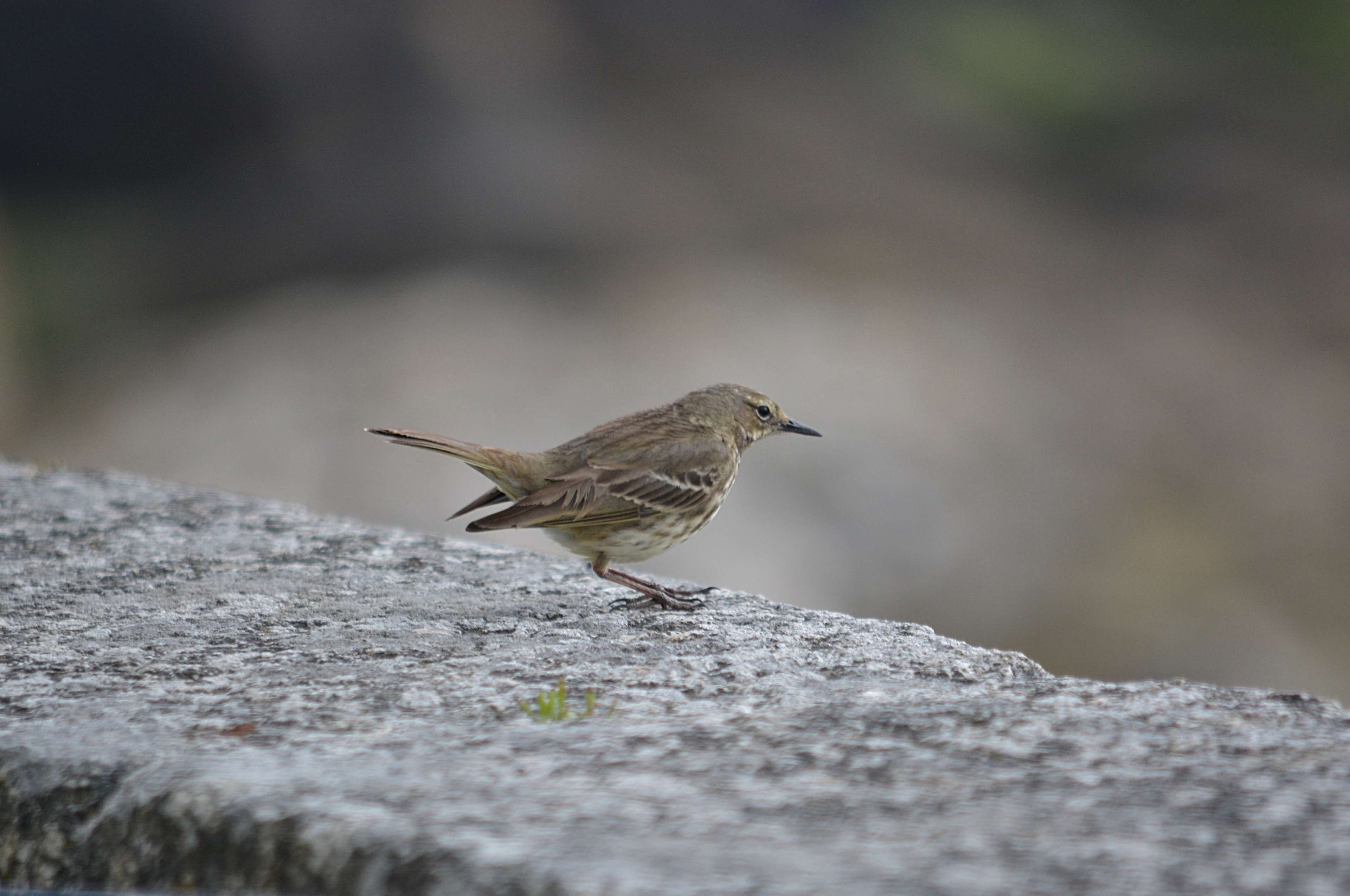 vertebrate, moineau, animals in the wild, solid, animal, oiseau, perching, rock, animal themes, faune, outdoors, bird, animal wildlife, no people, side view, HD Wallpaper