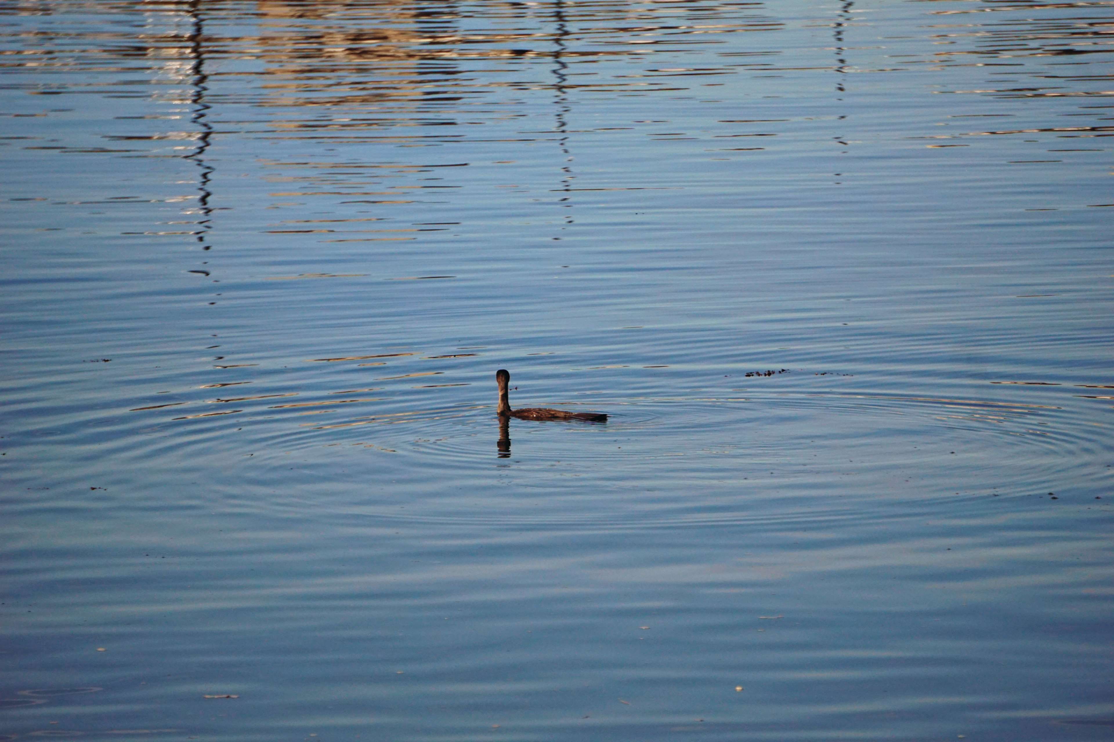 eau, floating on water, blue, day, rippled, animaux sauvages, cormoran, 4K, animal themes, lake, waterfront, metal, animal wildlife, outdoors, wood - material, HD Wallpaper
