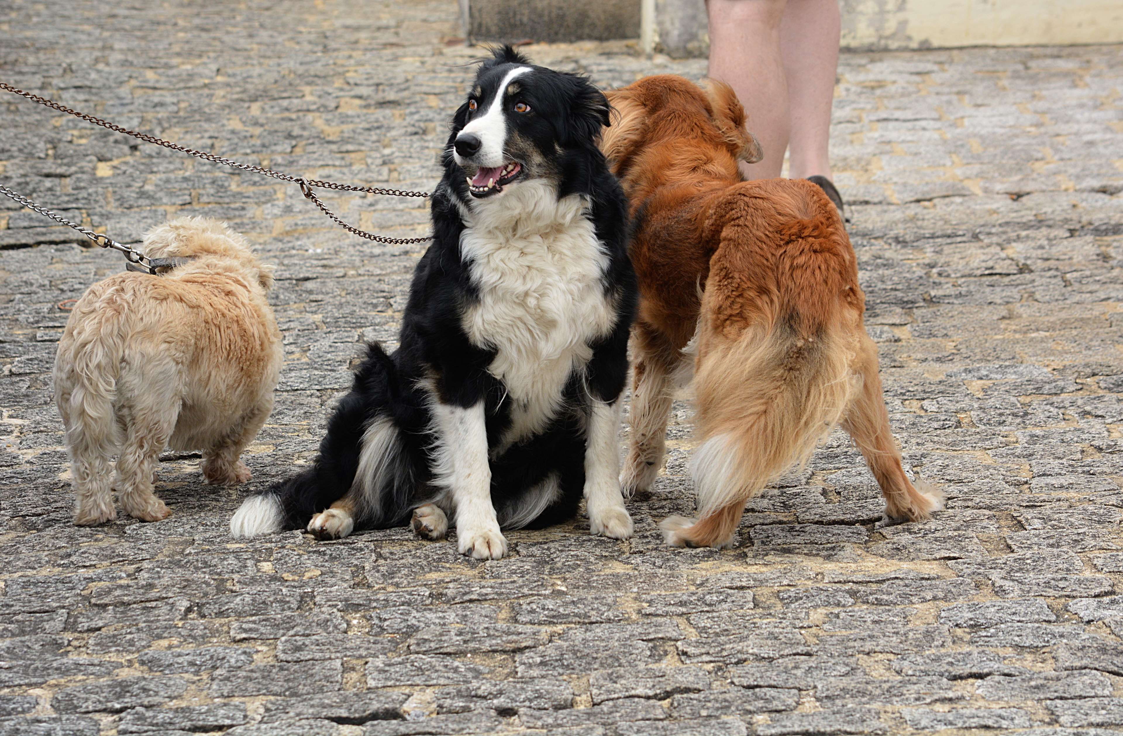 animaux non admis domestiques, outdoors, poils, pelage, chiens, domestic animals, dog, animaux de compagnie, vertebrate, animalier, standing, people, human body part, HD Wallpaper