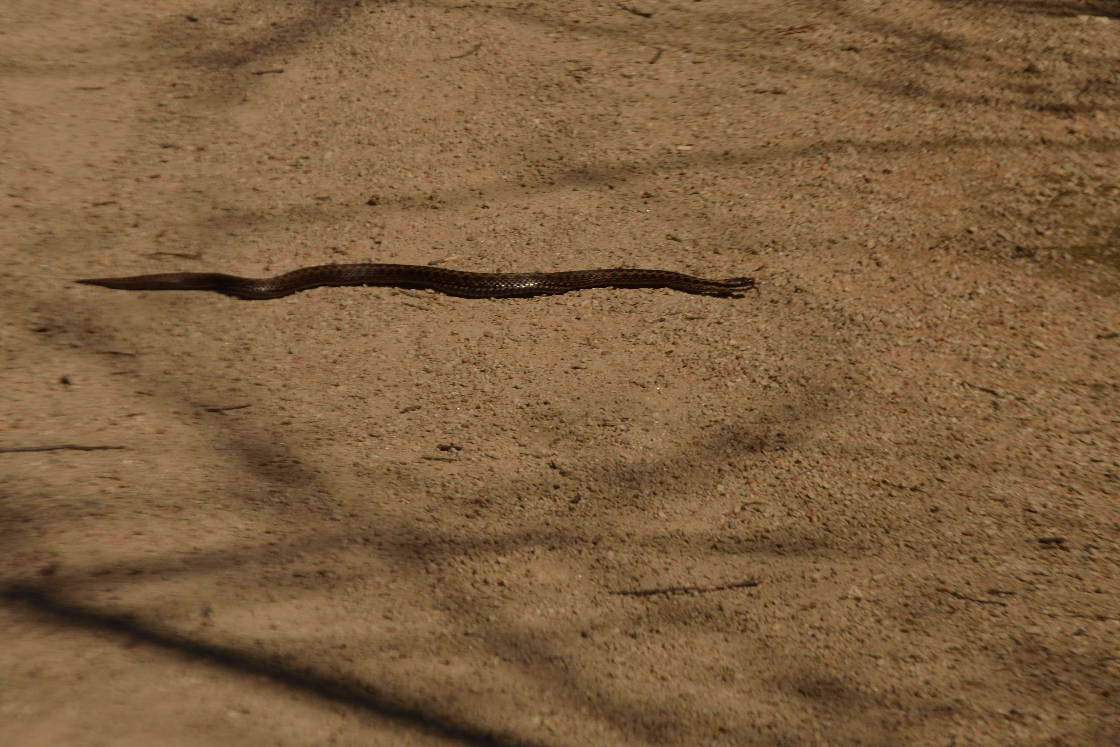 sand, desert, no people, animalier, full length, animaux sauvages, day, animal rampant, arid climate, land, animal wildlife, animal themes, poisonous, high angle view, HD Wallpaper