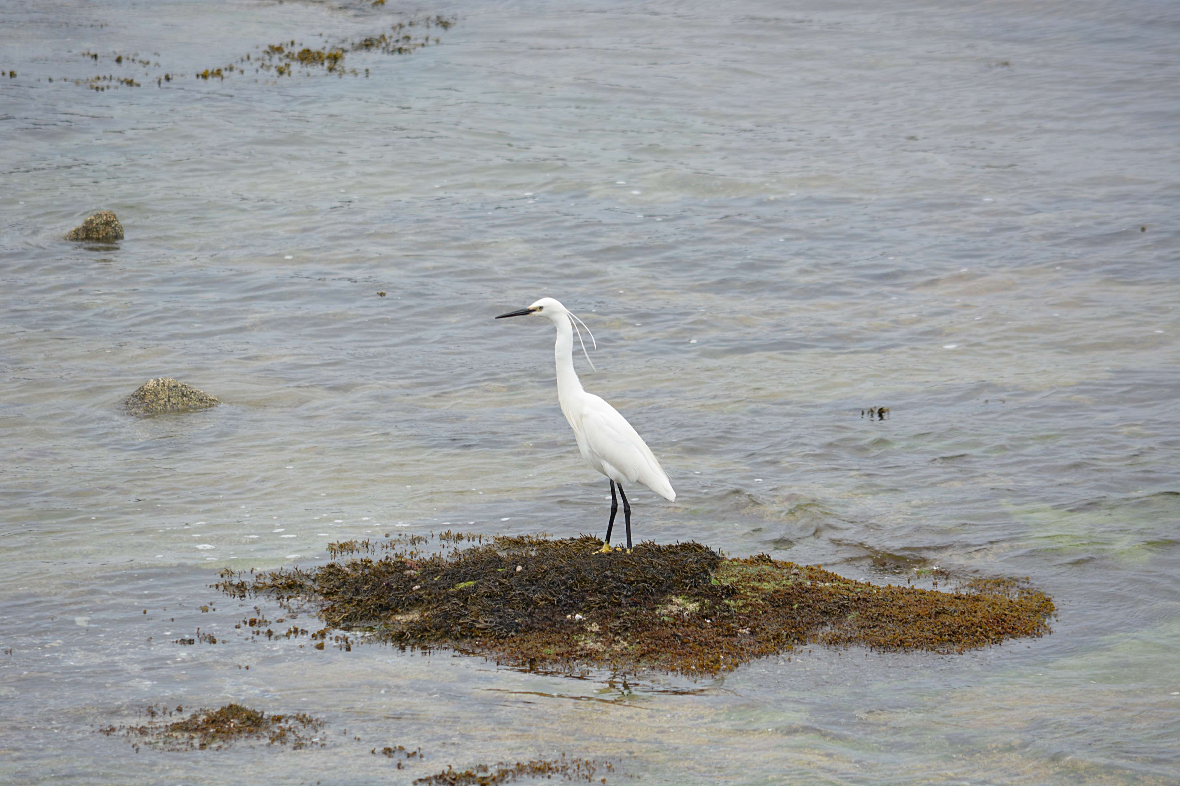 side view, oiseau, aigrette, water, no people, water bird, animal wildlife, vertebrate, great egret, eau, animalier, animaux, la nature, beach, faune sauvage, HD Wallpaper