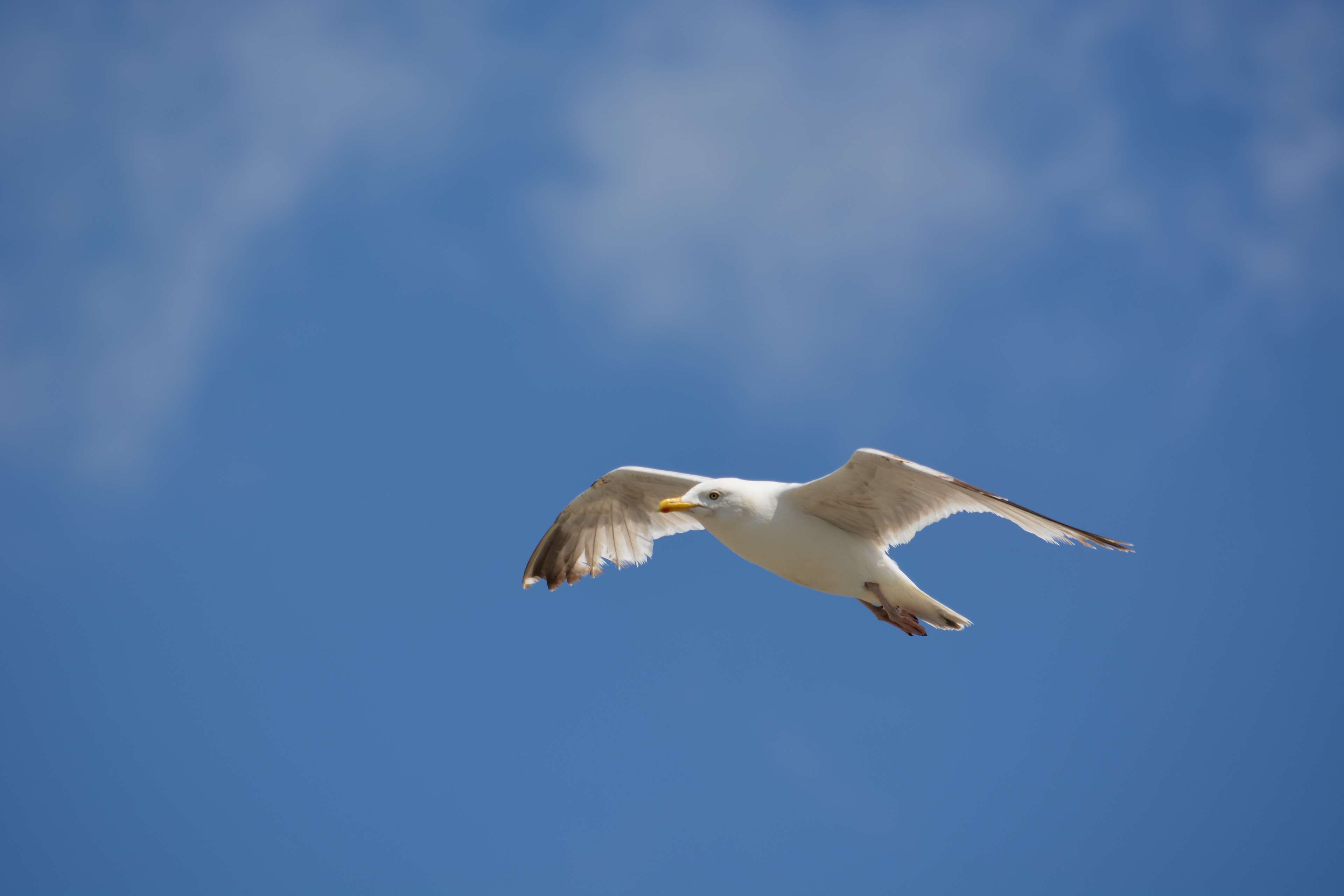 faune, seagull, bird, 4K, outdoors, animal themes, animal, no people, flying, animal body part, faune sauvage, oiseau, freedom, day, animal wing, animalier, HD Wallpaper