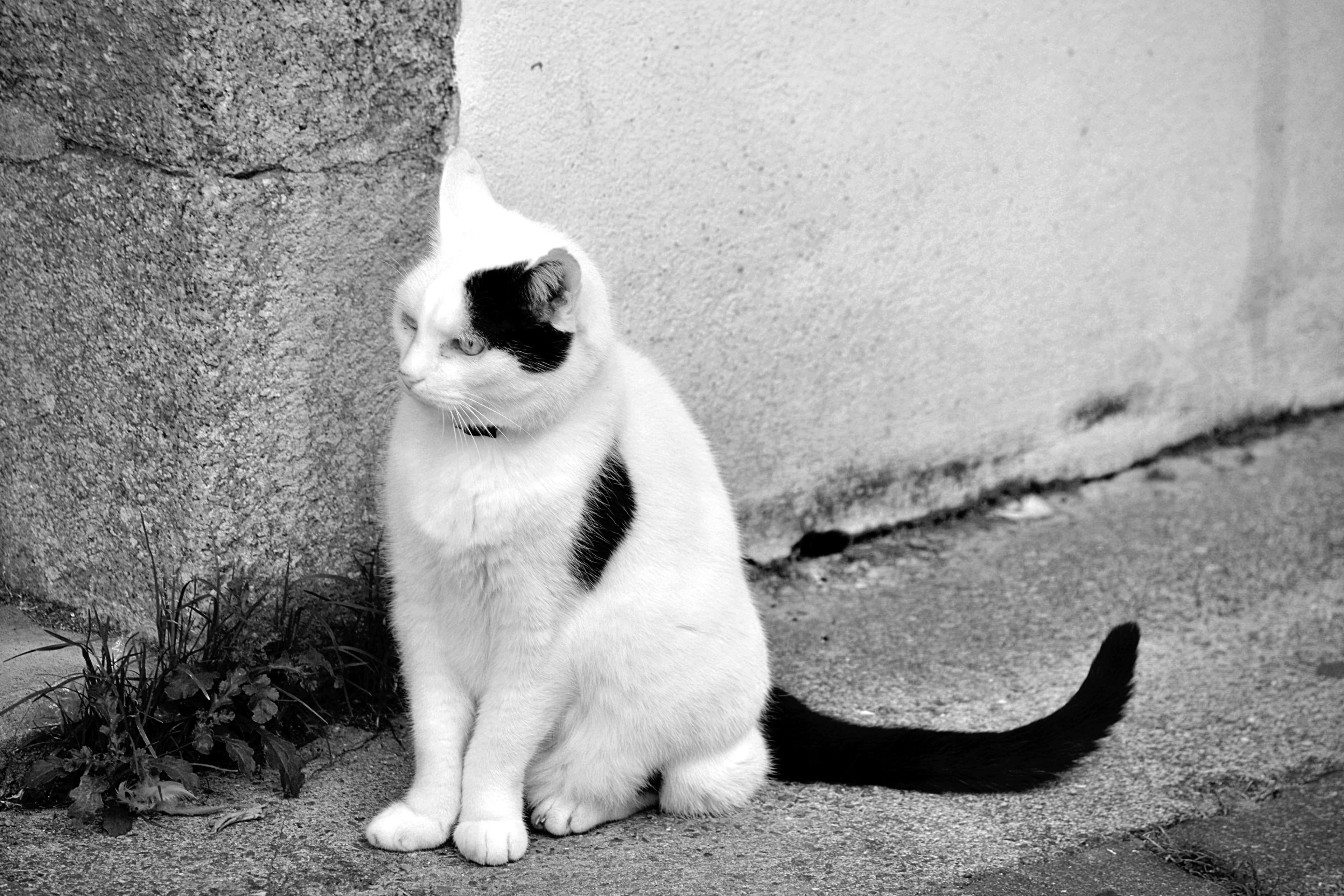 4K, nature, looking, feline, day, full length, animal domestique, wall - building feature, domestic cat, bavarder, domestic animals, vertebrate, no people, HD Wallpaper