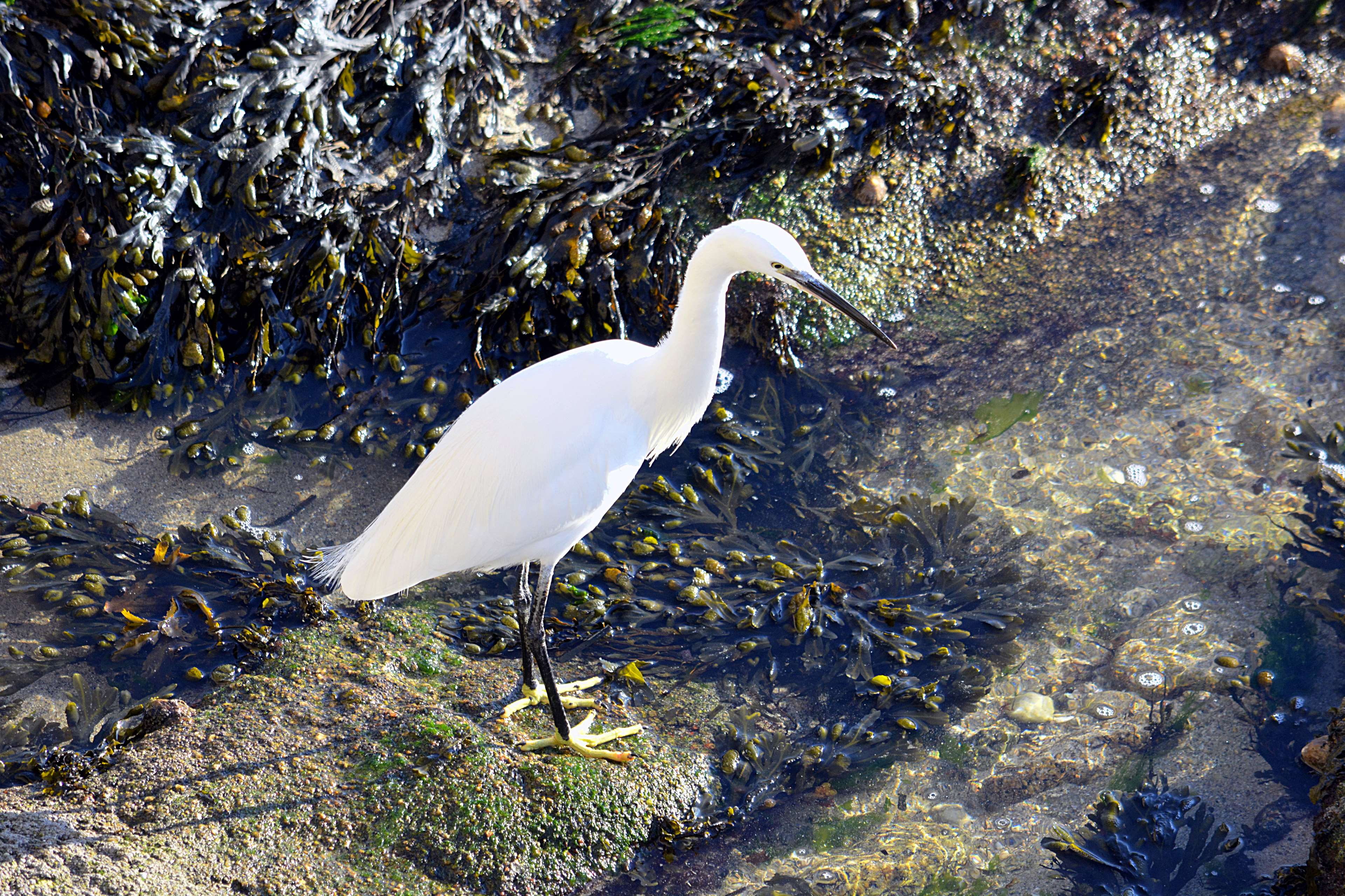 ornithologie, 4K, bird, animal themes, animalier, animal, nature, oiseau blanc, egret, no people, faune, high angle view, great egret, animal wildlife, HD Wallpaper