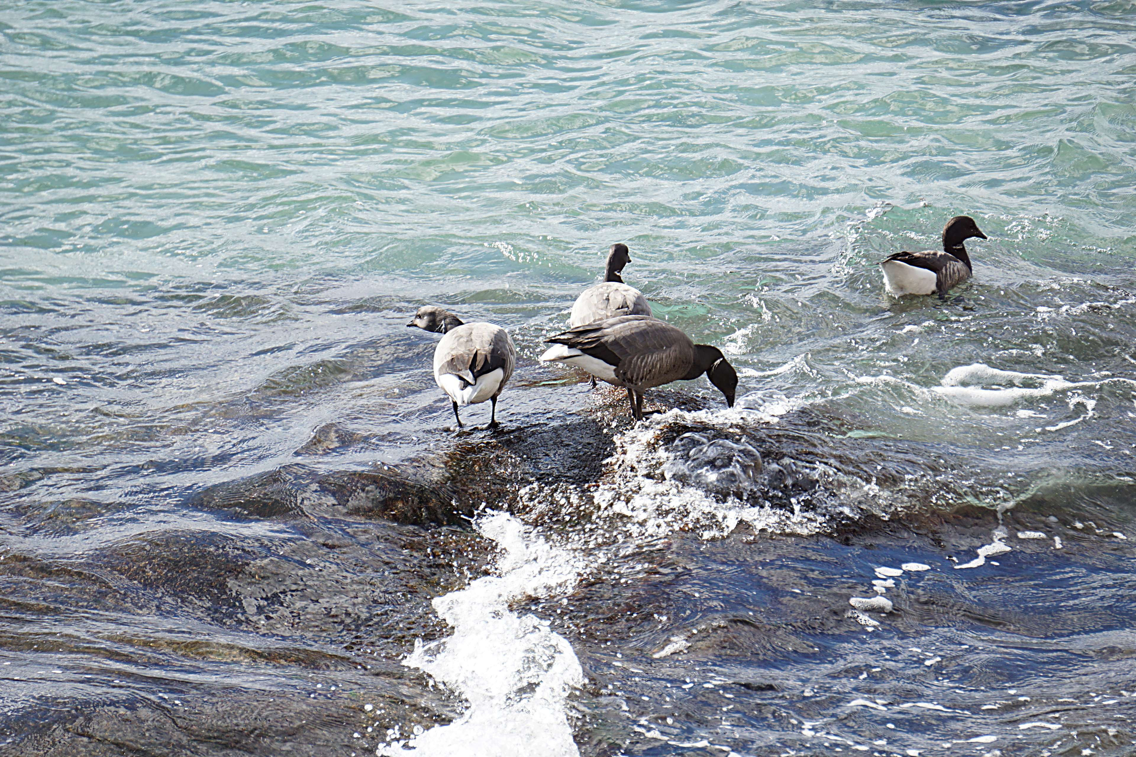 nature, sauvage, animaux, water, animals in the wild, animal wildlife, canards, day, bird, sea, waterfront, animal themes, beach, rock, no people, 4K, HD Wallpaper