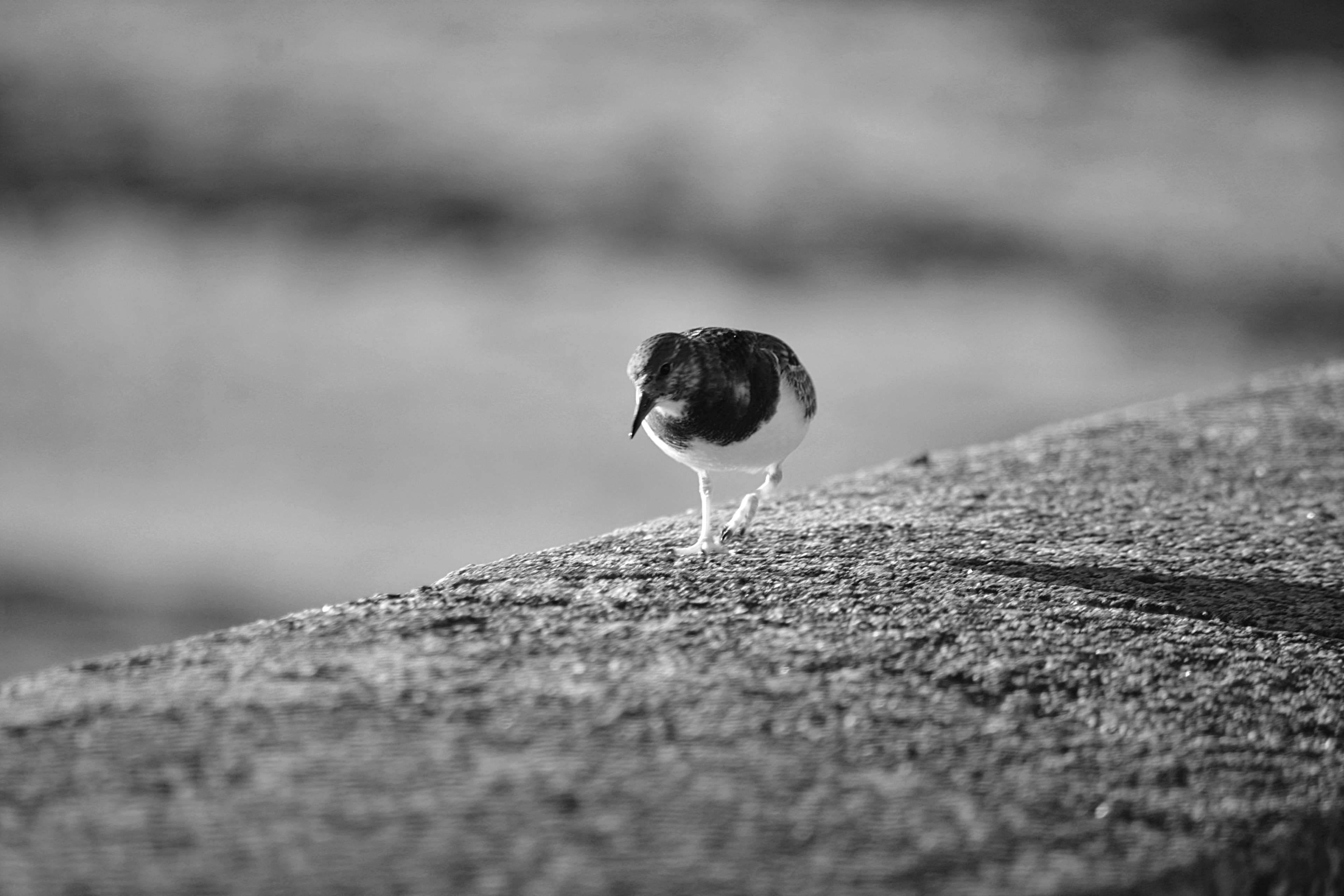 invertebrate, oiseau marin, nature, food, animalier, selective focus, rock, animals in the wild, solid, outdoors, day, bird, one animal, la nature, vertebrate, HD Wallpaper