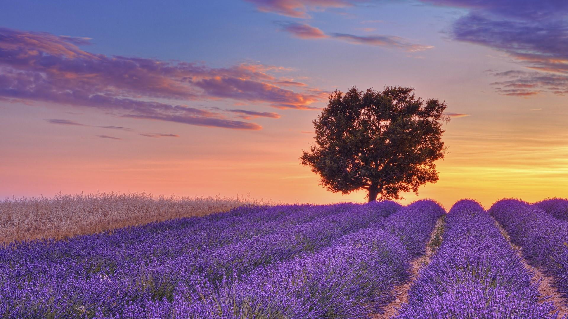 nature, valensole plateau, dawn, lavender field, provence, growth, france, purple, brunet, flower field, landscape, purple flowers, environment, sky, lavenders, HD Wallpaper