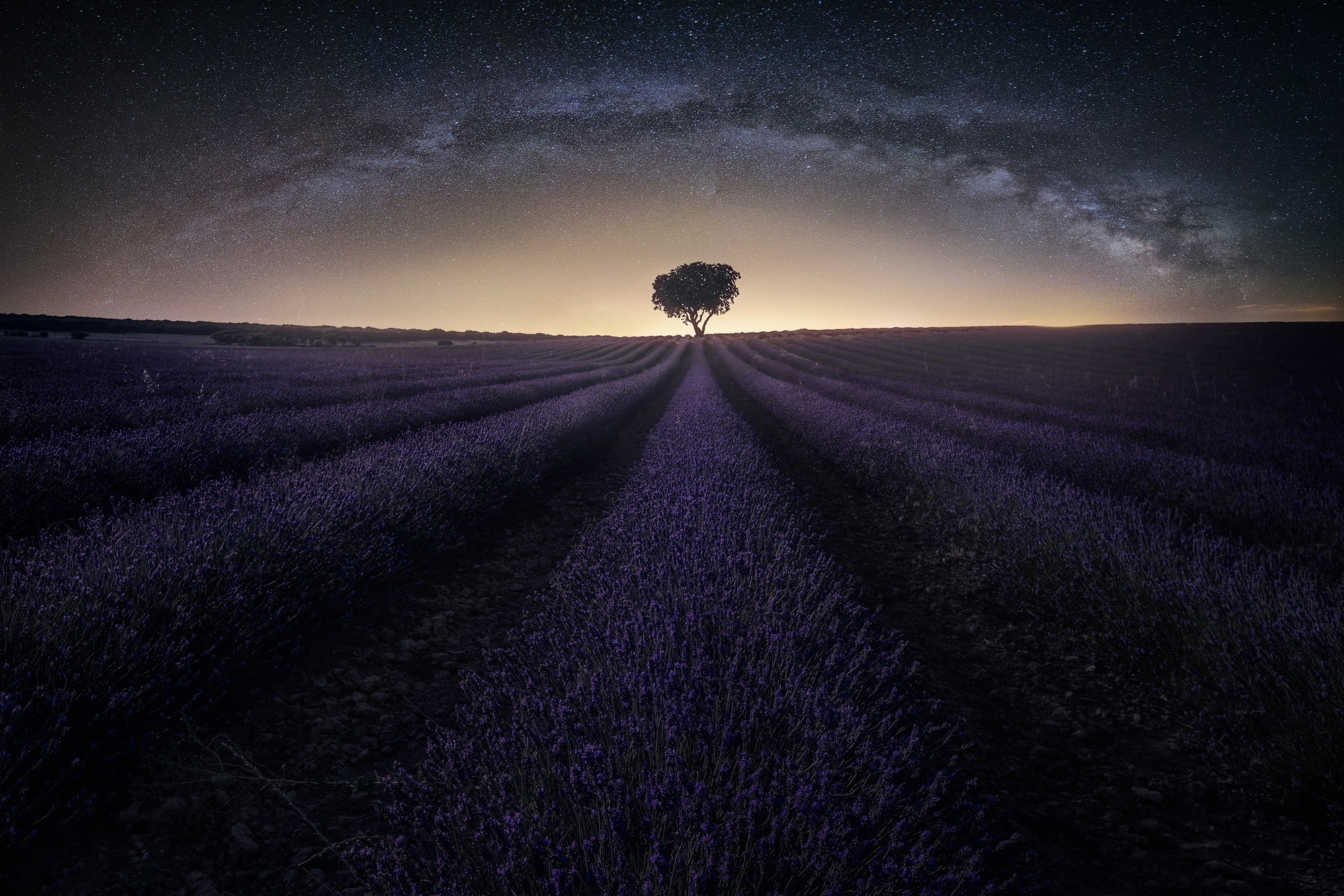 Lavender, Purple Flower, Field, Tree, Starry Sky, Night, Nature, Flowers, 1080P, HD Wallpaper