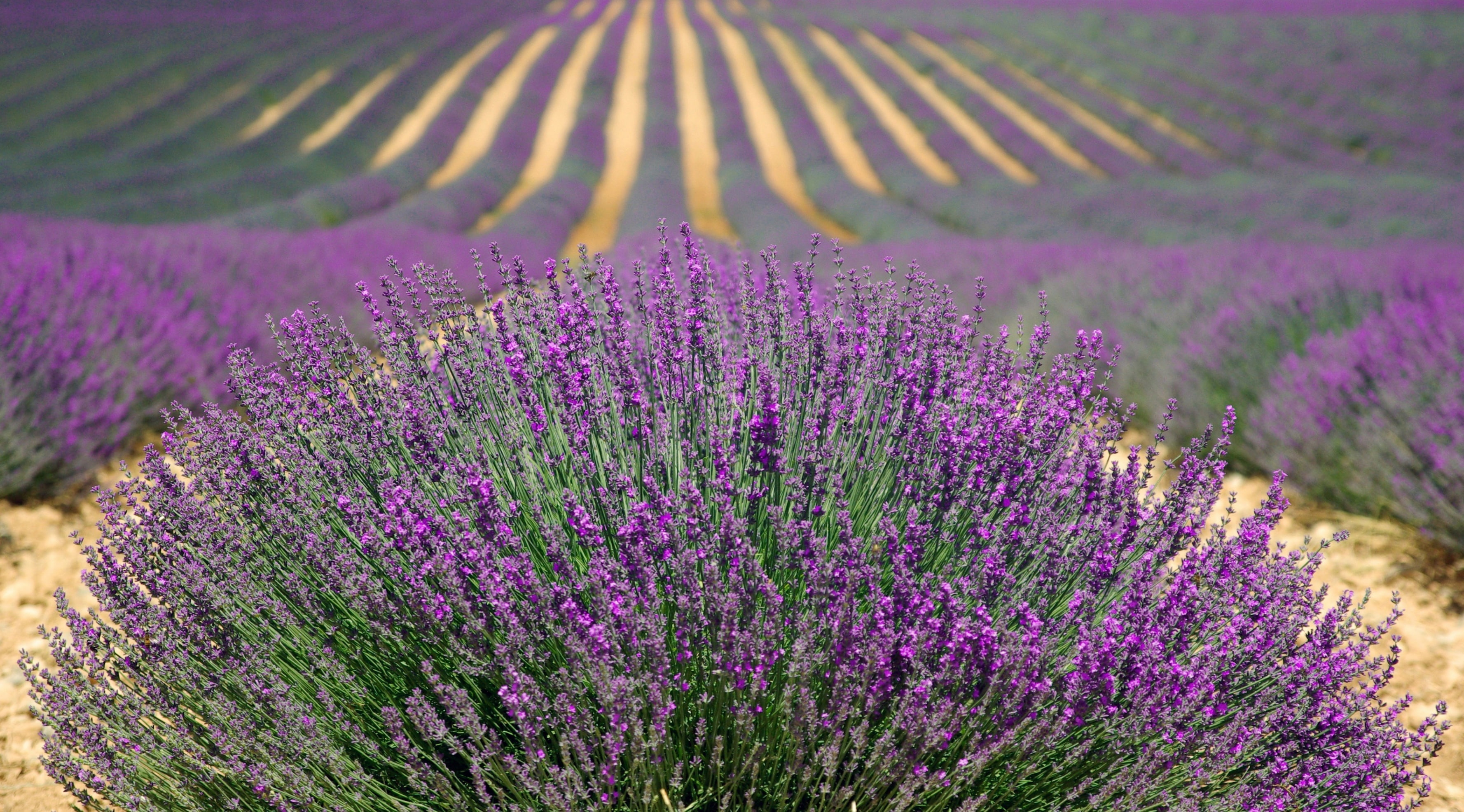 no people, environment, shrub, vulnerability, flower, Season, Colorful, Field, France, bush, growth, outdoors, beauty in nature, springtime, Nature, flowering plant, HD Wallpaper