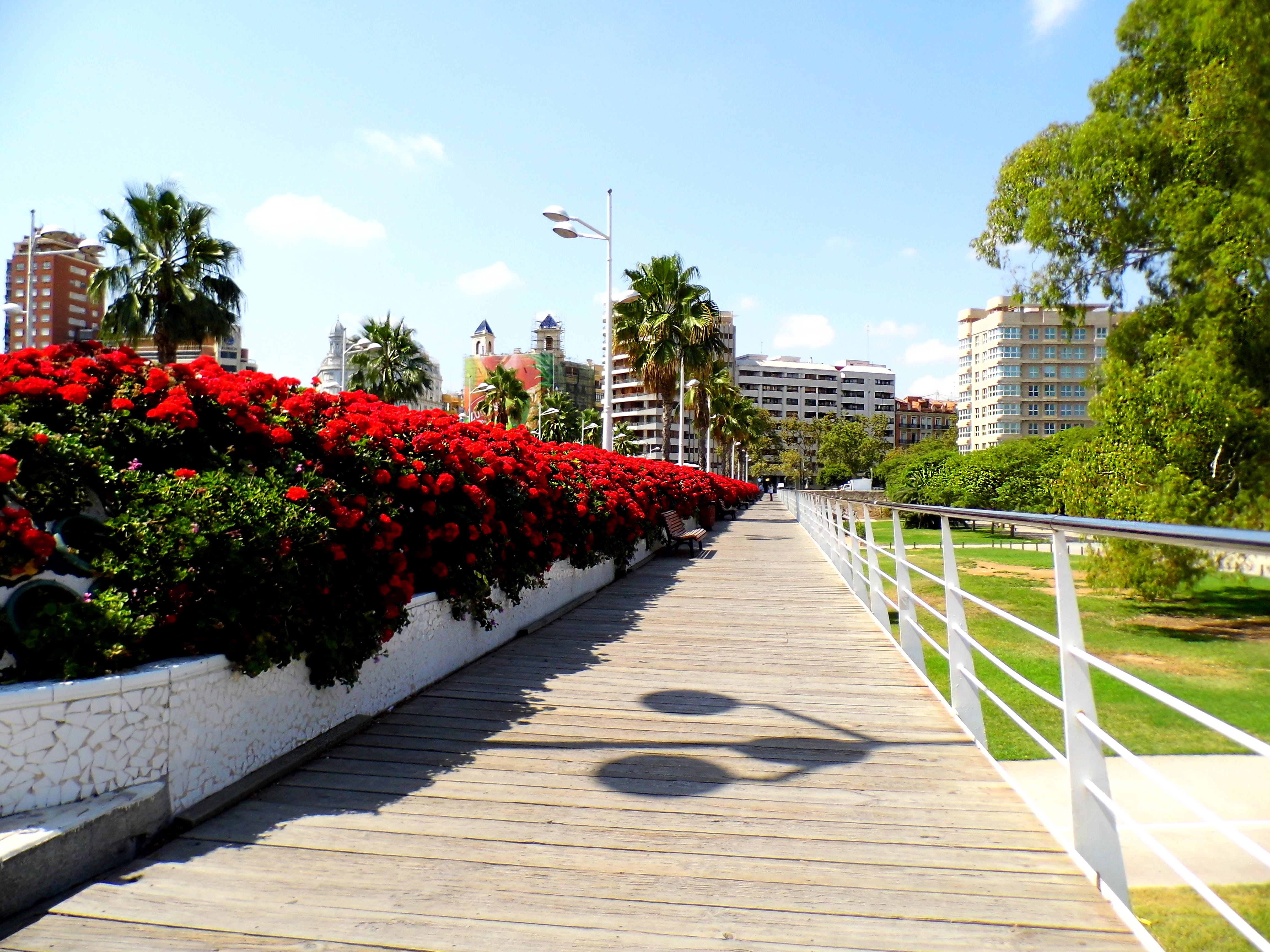 outdoors, sunny, direction, shadow, flowering plant, plant, cloud - sky, growth, city, puente de los flores, valencia, footpath, architecture, day, nature, HD Wallpaper