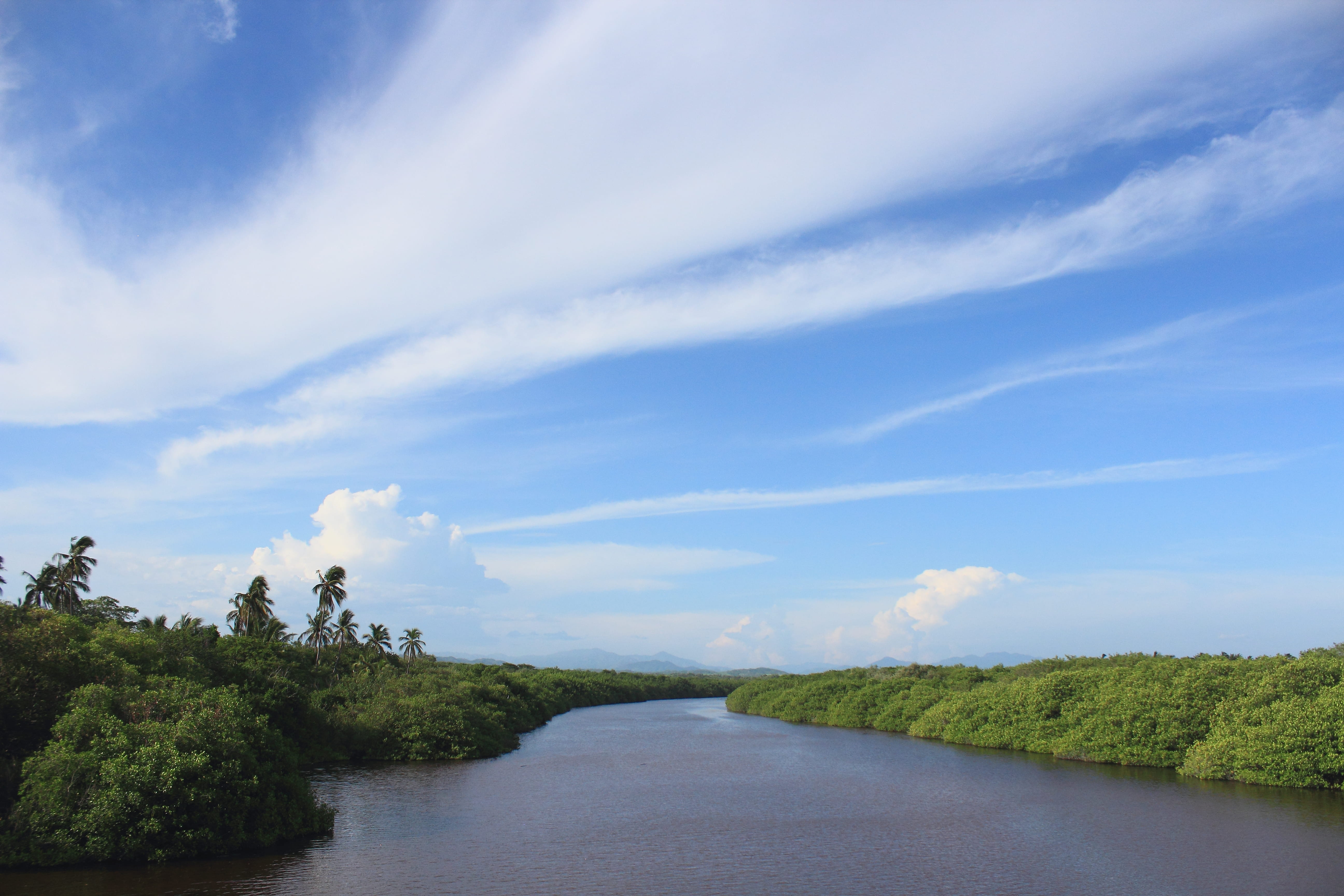 palm tree, clouds, no people, tree, day, 5K, river, land, non-urban scene, nature, water, growth, mexico, beauty in nature, idyllic, cloud - sky, landscape, HD Wallpaper