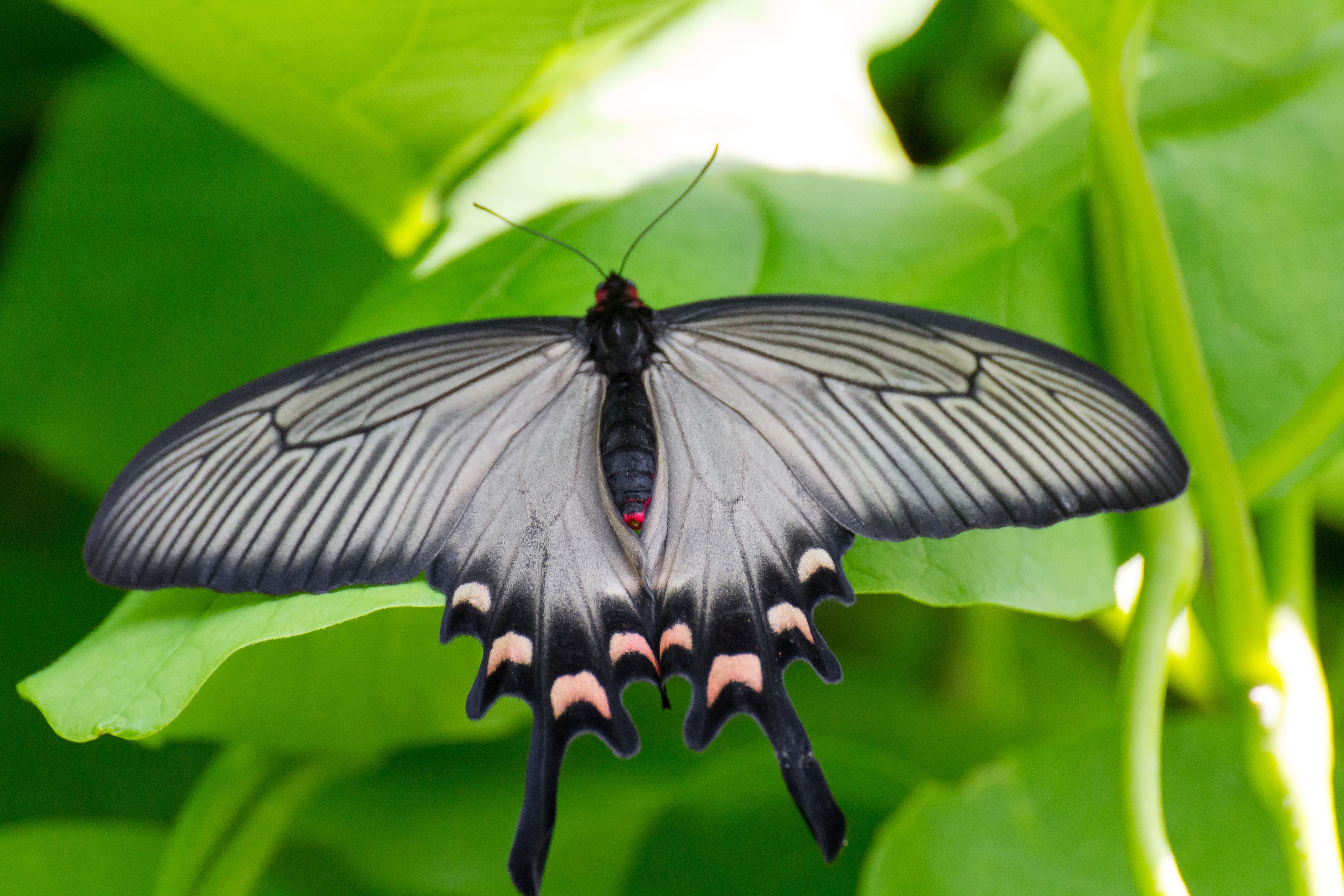 insect, bugs, black swallowtail butterfly, butterfly, 5K, swallowtail, close-up, black, bug, beauty In Nature, Tokyo, tokyo, summer, animal, canon, tamron, HD Wallpaper