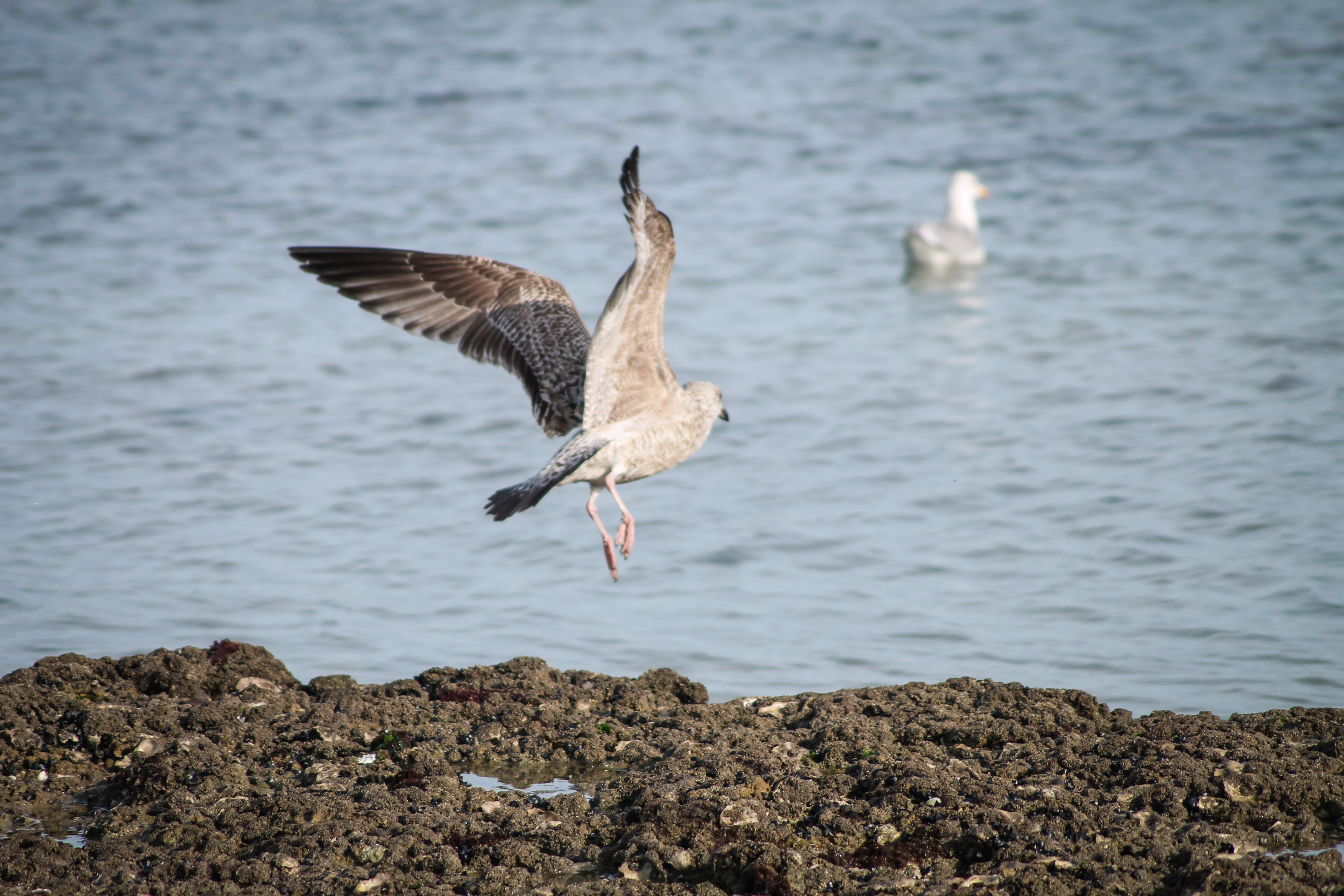 sea, île de ré, animals in the wild, day, rock, gull, animal, one animal, water, spread wings, animal wildlife, rock - object, flying, outdoors, solid, HD Wallpaper