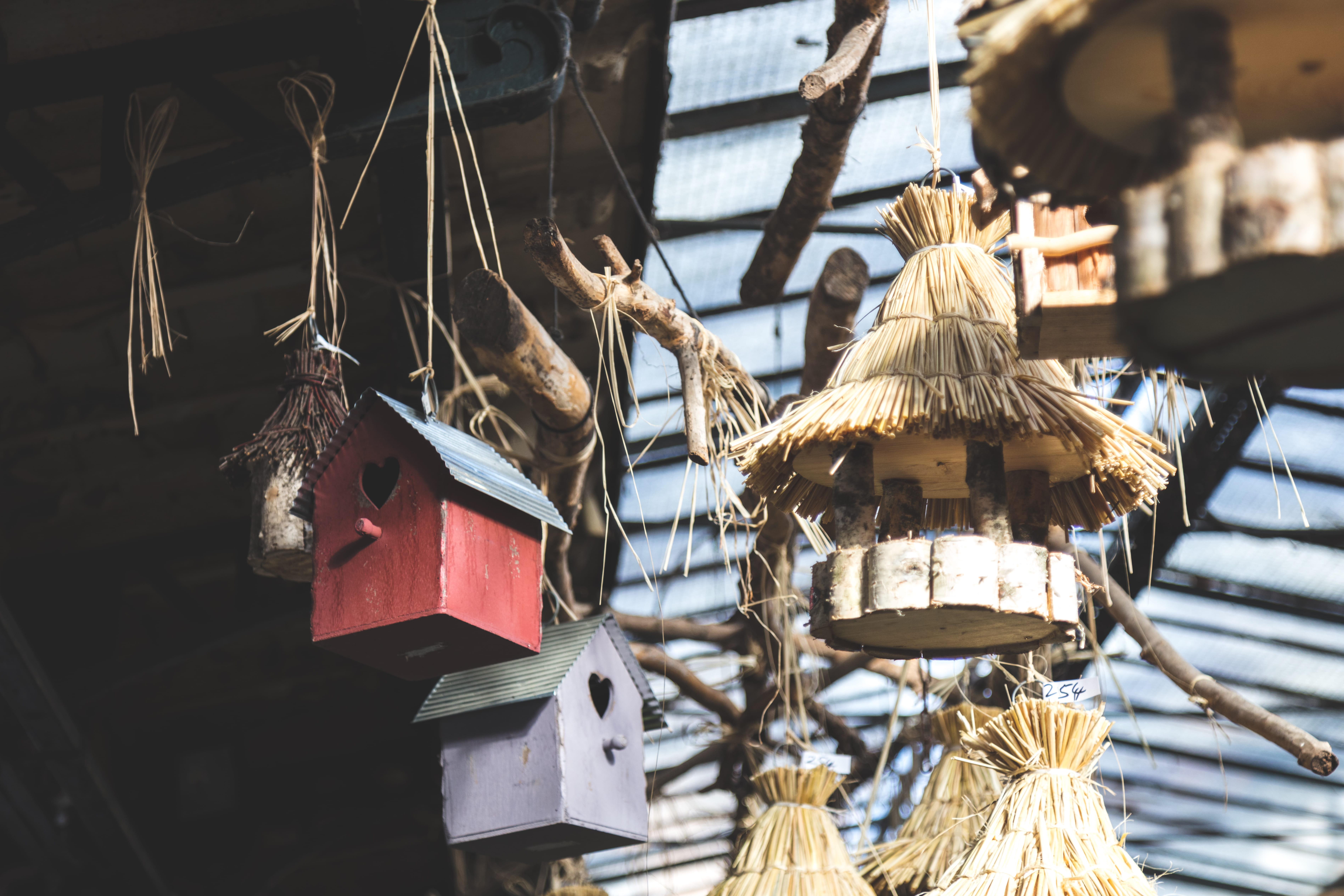 flowers, close-up, bird, day, flower market, flower, sunlight, nests, rope, france, for sale, vertebrate, built structure, île de la cité, paris, architecture, HD Wallpaper