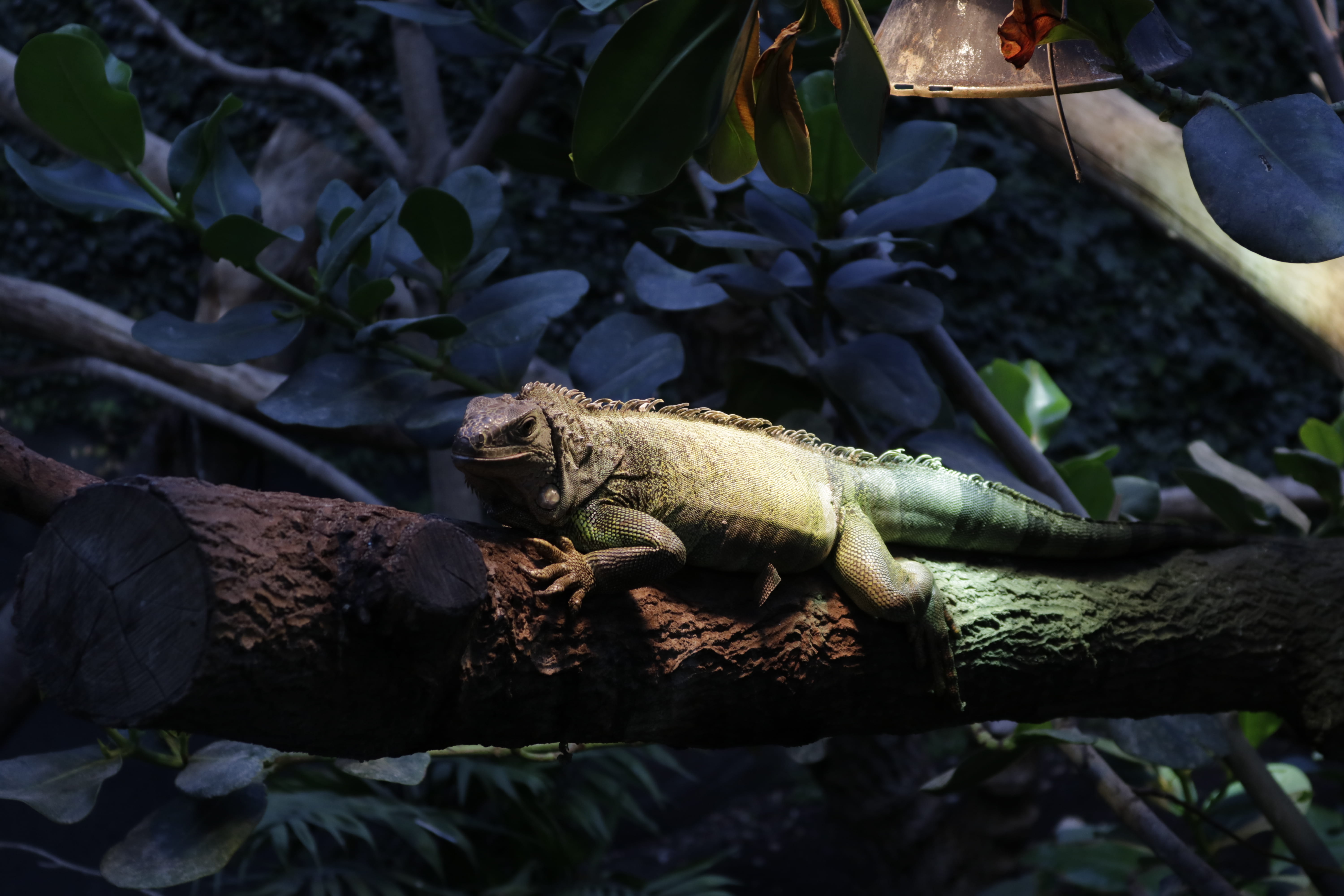 vertebrate, rock, leaf, tree, iguana, plant part, île de bercy, reptile, plant, animal themes, animal, no people, lizard, solid, animals, branch, rock - object, HD Wallpaper