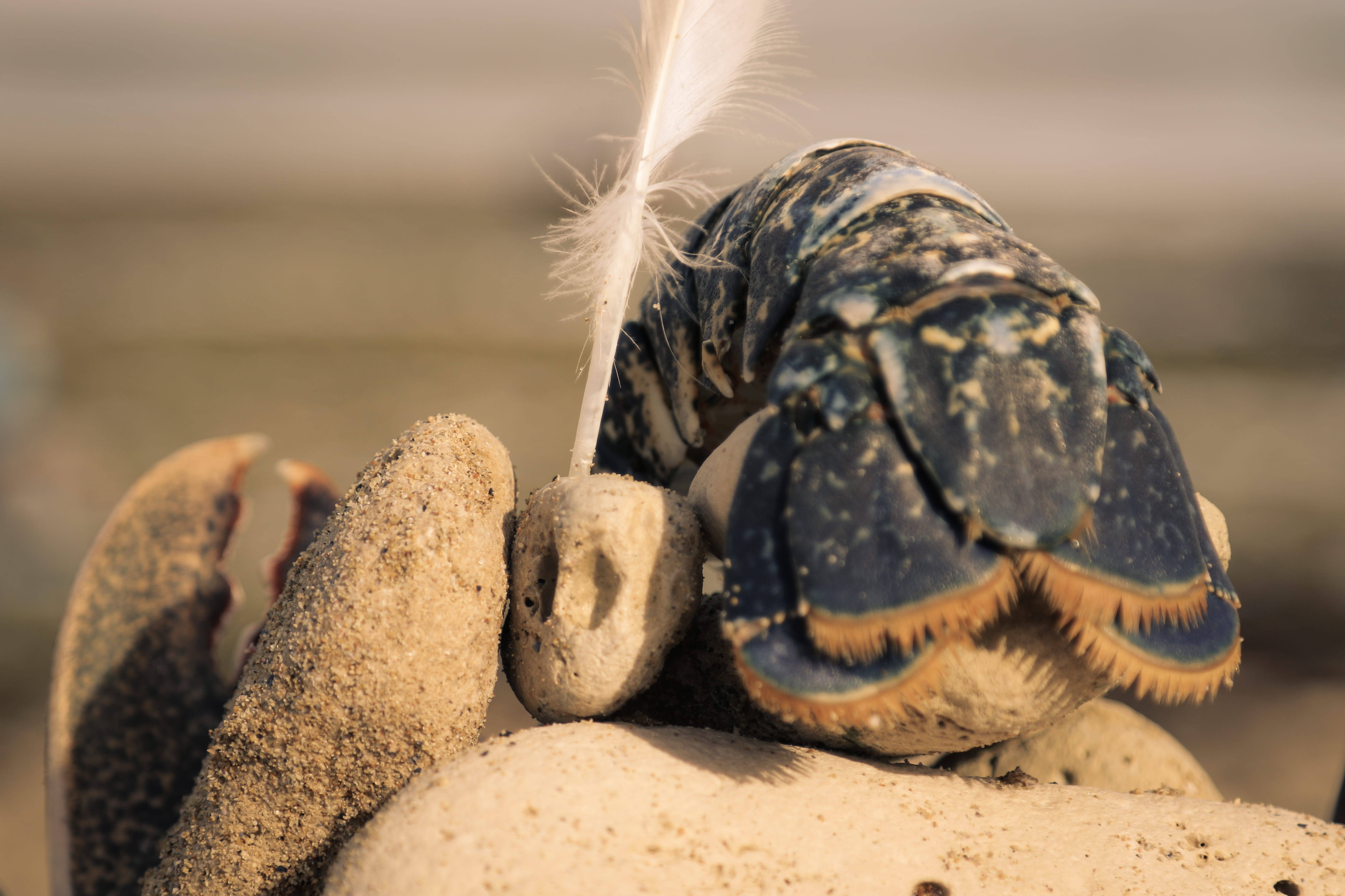 solid, île de ré, day, one animal, focus on foreground, animal themes, no people, animals in the wild, close-up, sand, fish, animal, marine, ocean, outdoors, HD Wallpaper