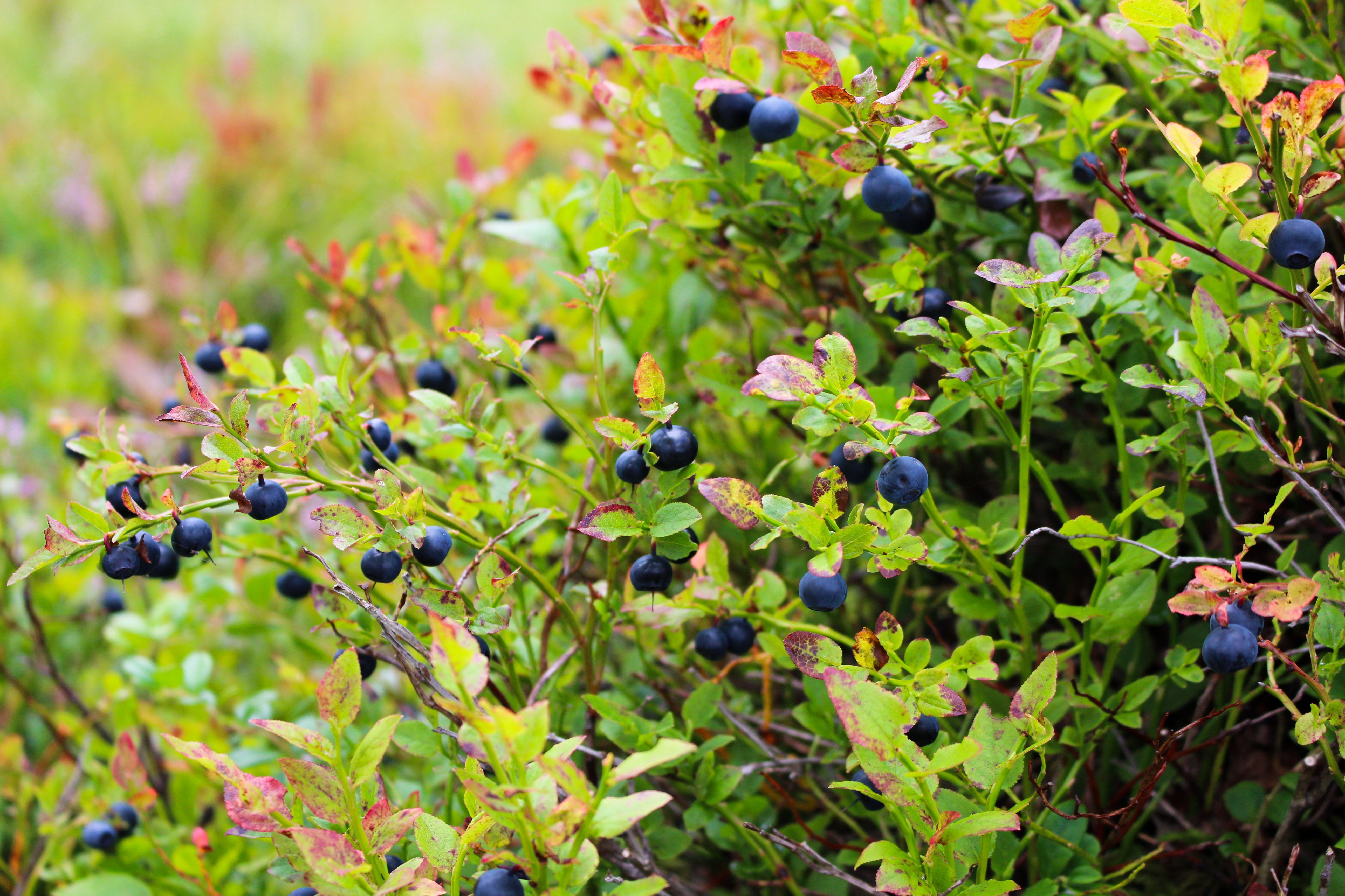 dessert, freshness, breakfast, leaf, outdoor, ripe, natural, blueberry smoothie, winemaking, forest, summer, land, 5K, nutrition, agriculture, black, norwegian, HD Wallpaper