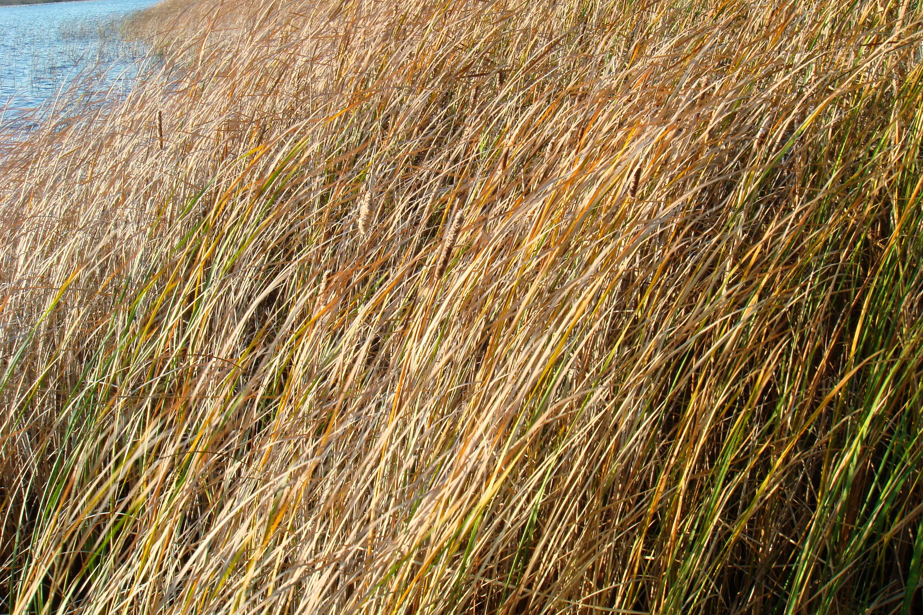 sunlight, Autumn, field, agriculture, no people, Rushes, brown, reeds, shore, beauty in nature, cereal plant, orange, Water, water, Lake, grass, outdoors, HD Wallpaper