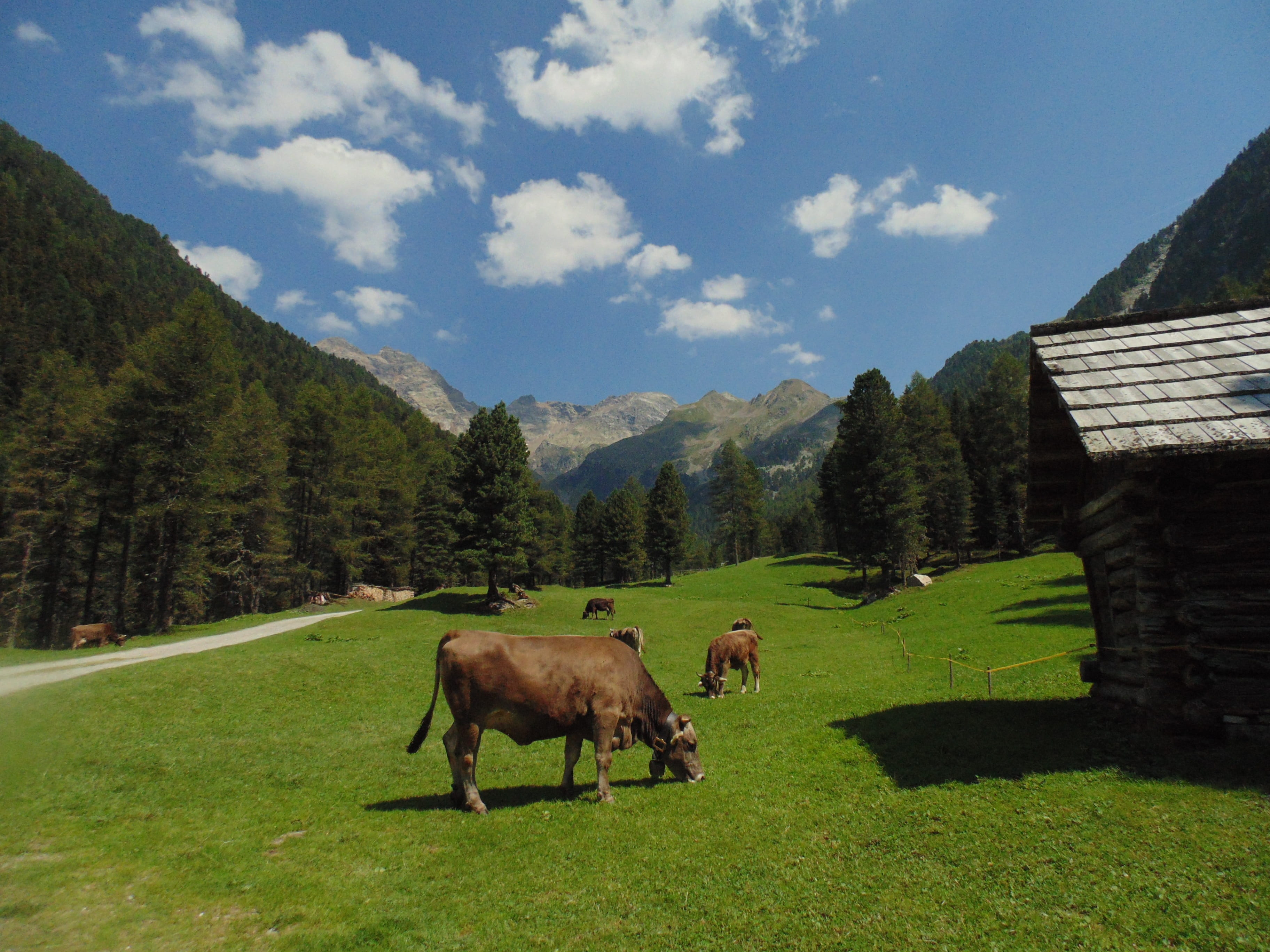 domestic animals, domestic, beauty in nature, holiday, summer, nature, livestock, animal, blue, Cows, animal themes, Prato, no people, background clouds, HD Wallpaper